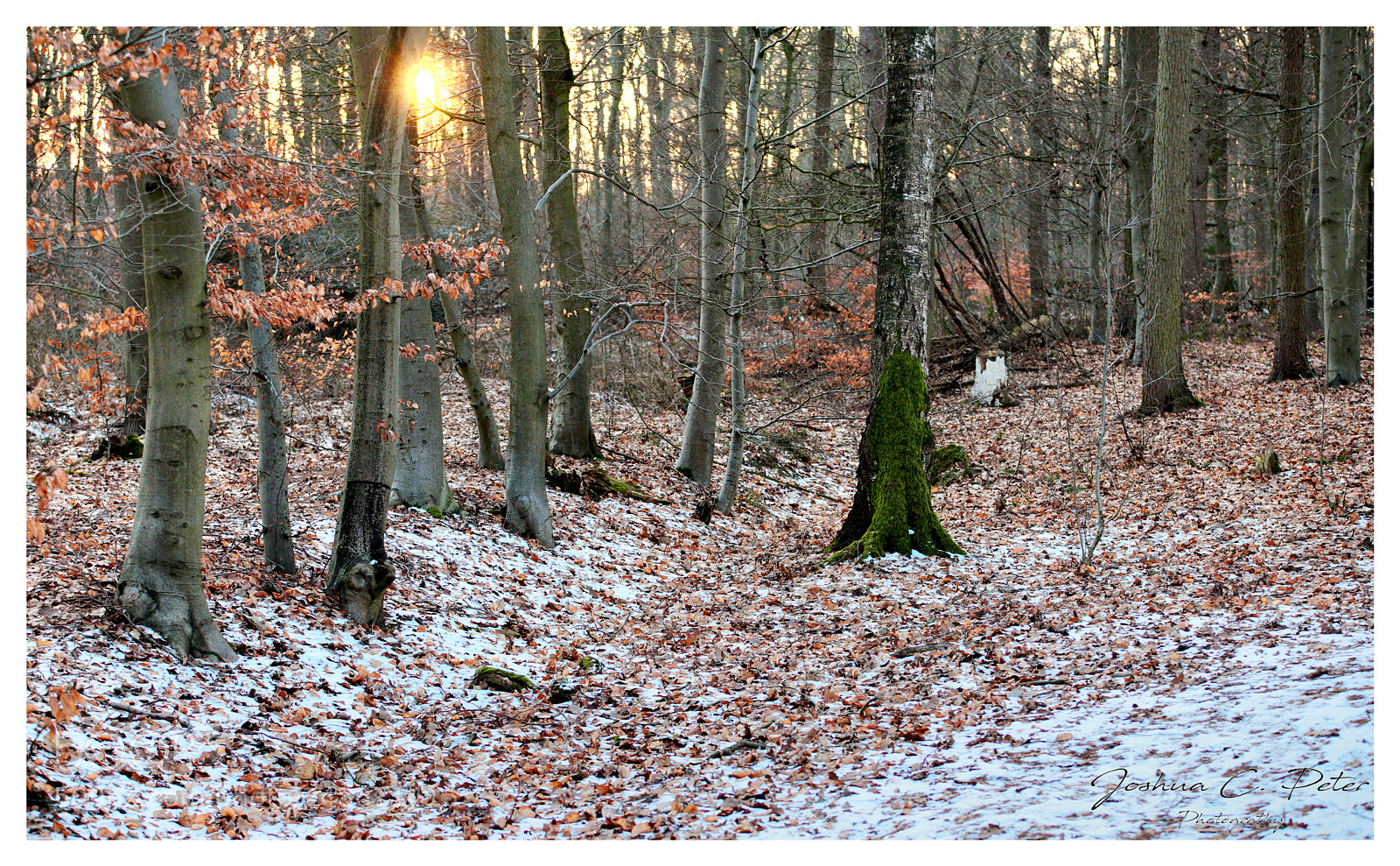 Canon EOS 6D Mark II sample photo. A bed of leaves photography