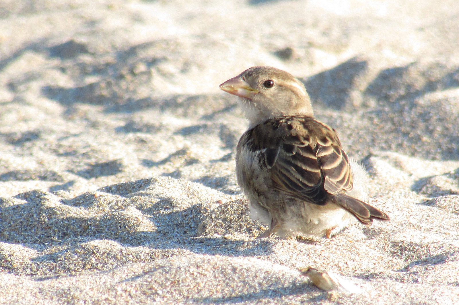 Canon PowerShot SX500 IS sample photo. Sparrow photography