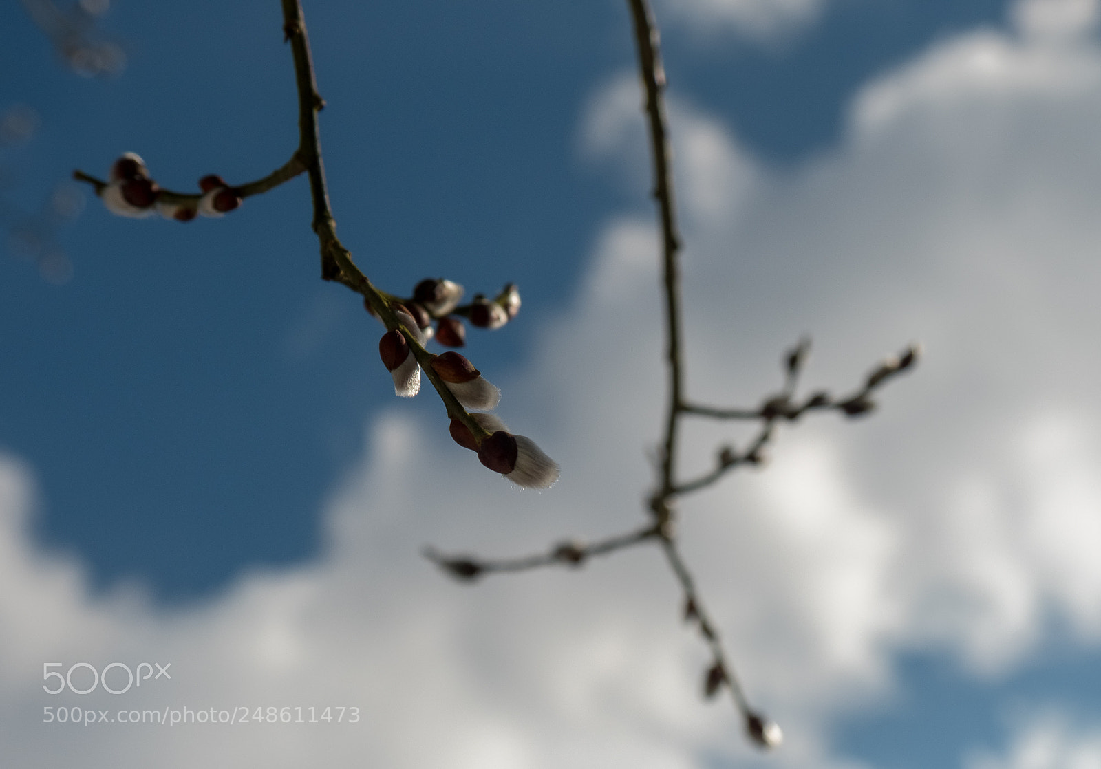 Fujifilm X-T2 sample photo. Spring is coming photography