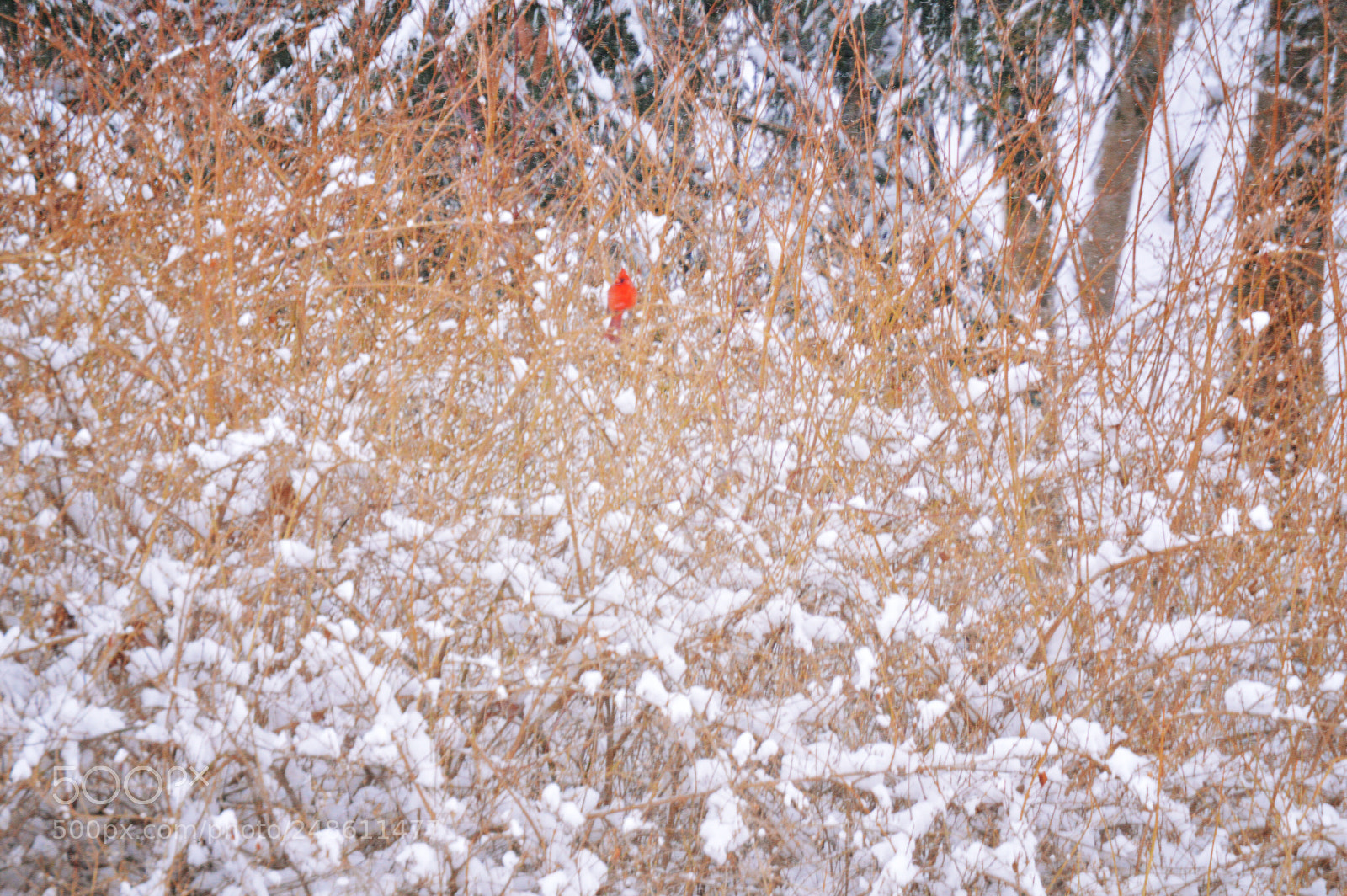 Nikon D3200 sample photo. Bird cardinal photography