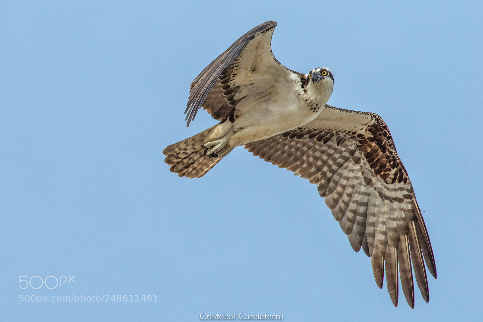 Pentax K-1 sample photo. Eagle fisher photography