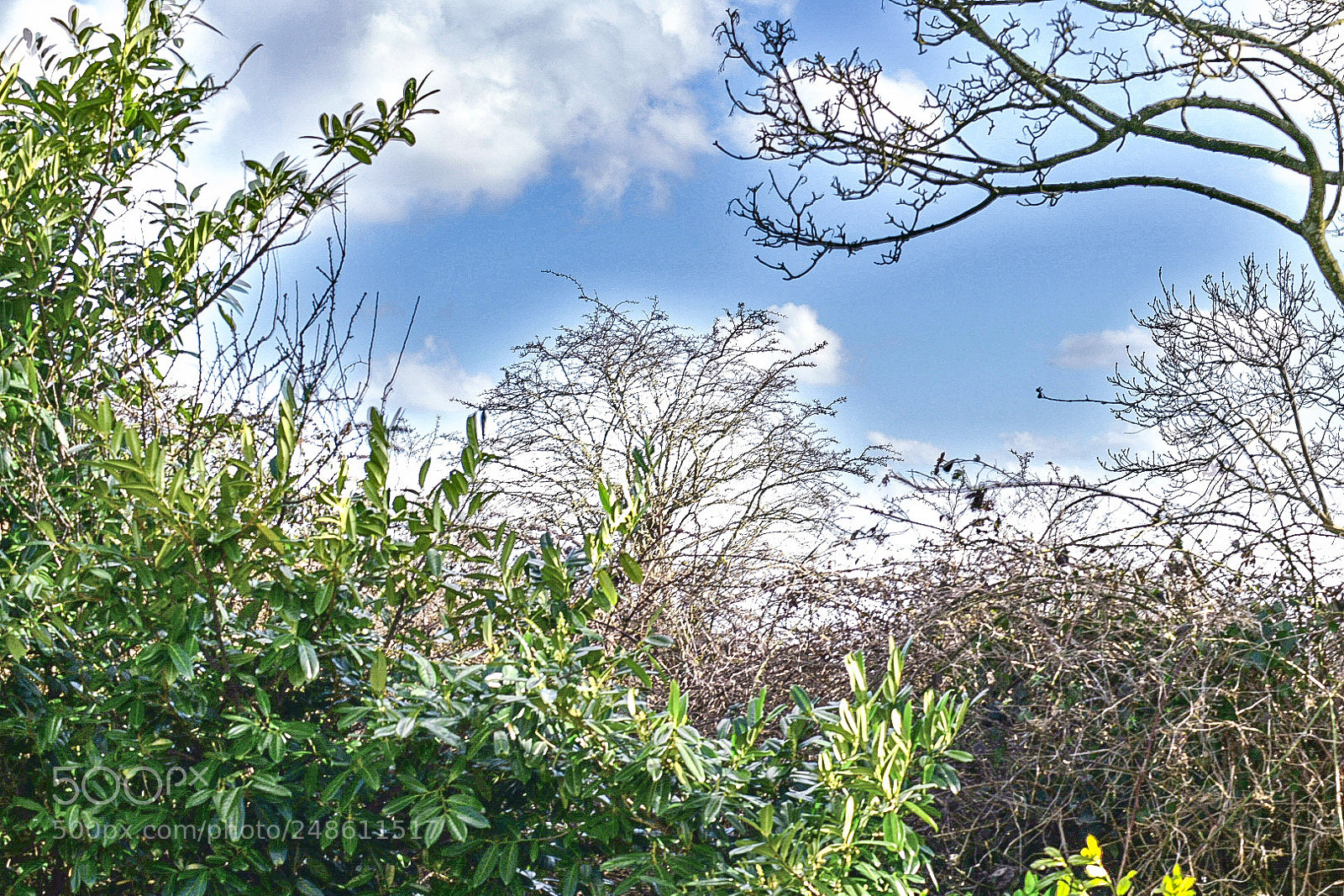 Nikon D5300 sample photo. Green leaf's blue sky photography