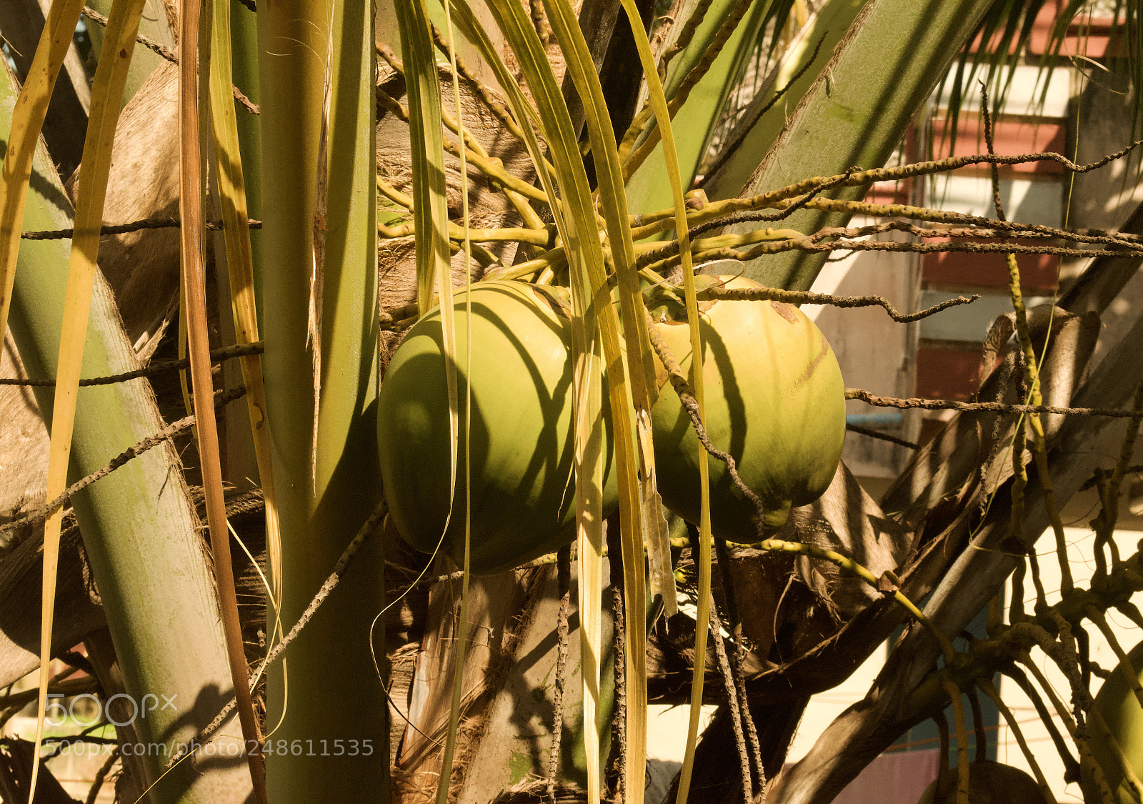 Nikon D5200 sample photo. Coconut tree photography