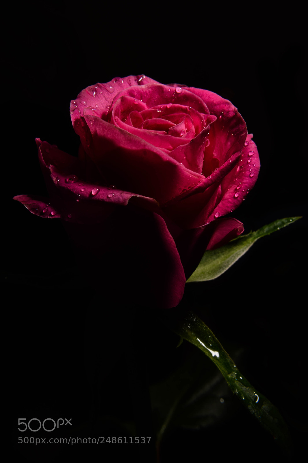 Nikon D5300 sample photo. Pink rose! photography