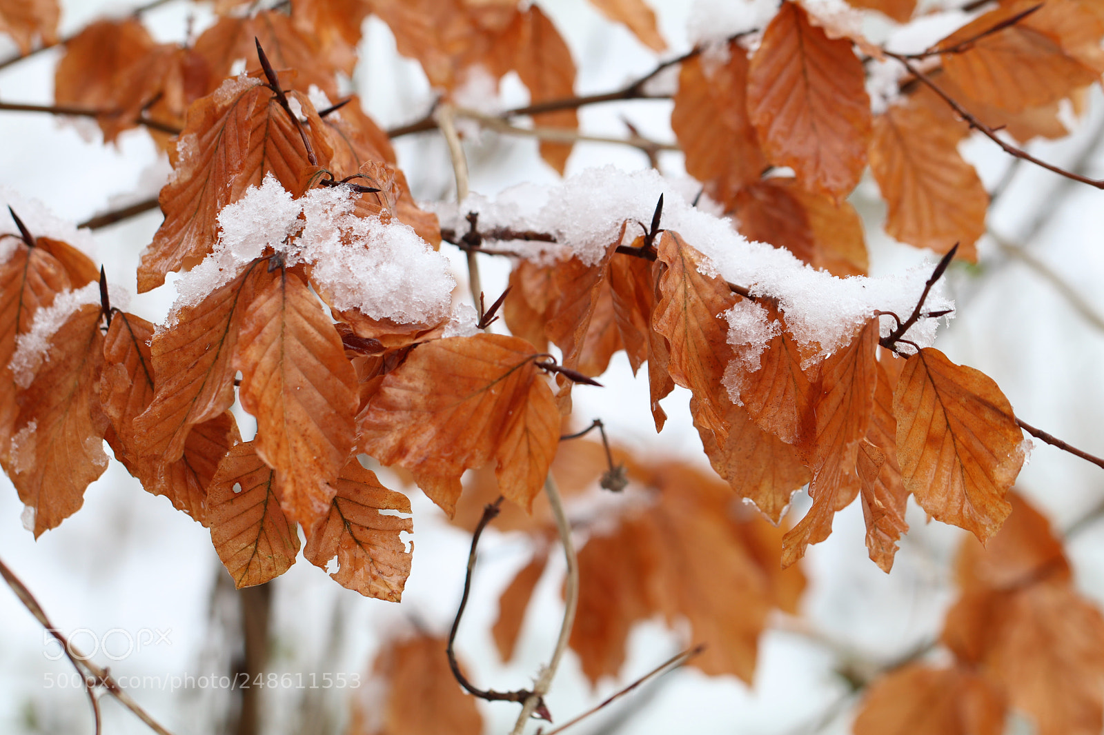 Canon EOS 80D sample photo. Winter photography