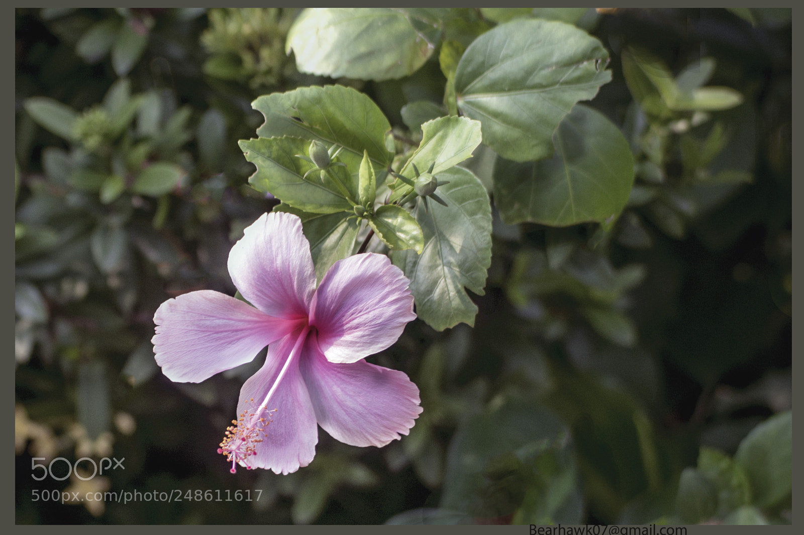 Nikon D7200 sample photo. 061.jpg photography