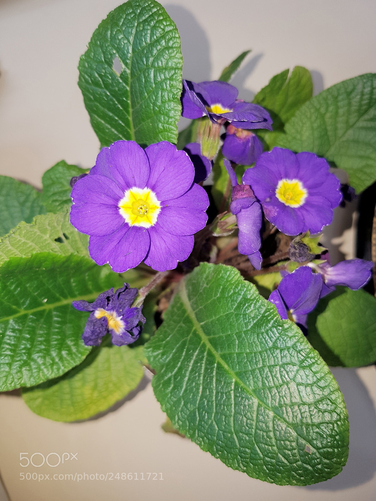 Samsung Galaxy S7 Edge sample photo. Purple photography