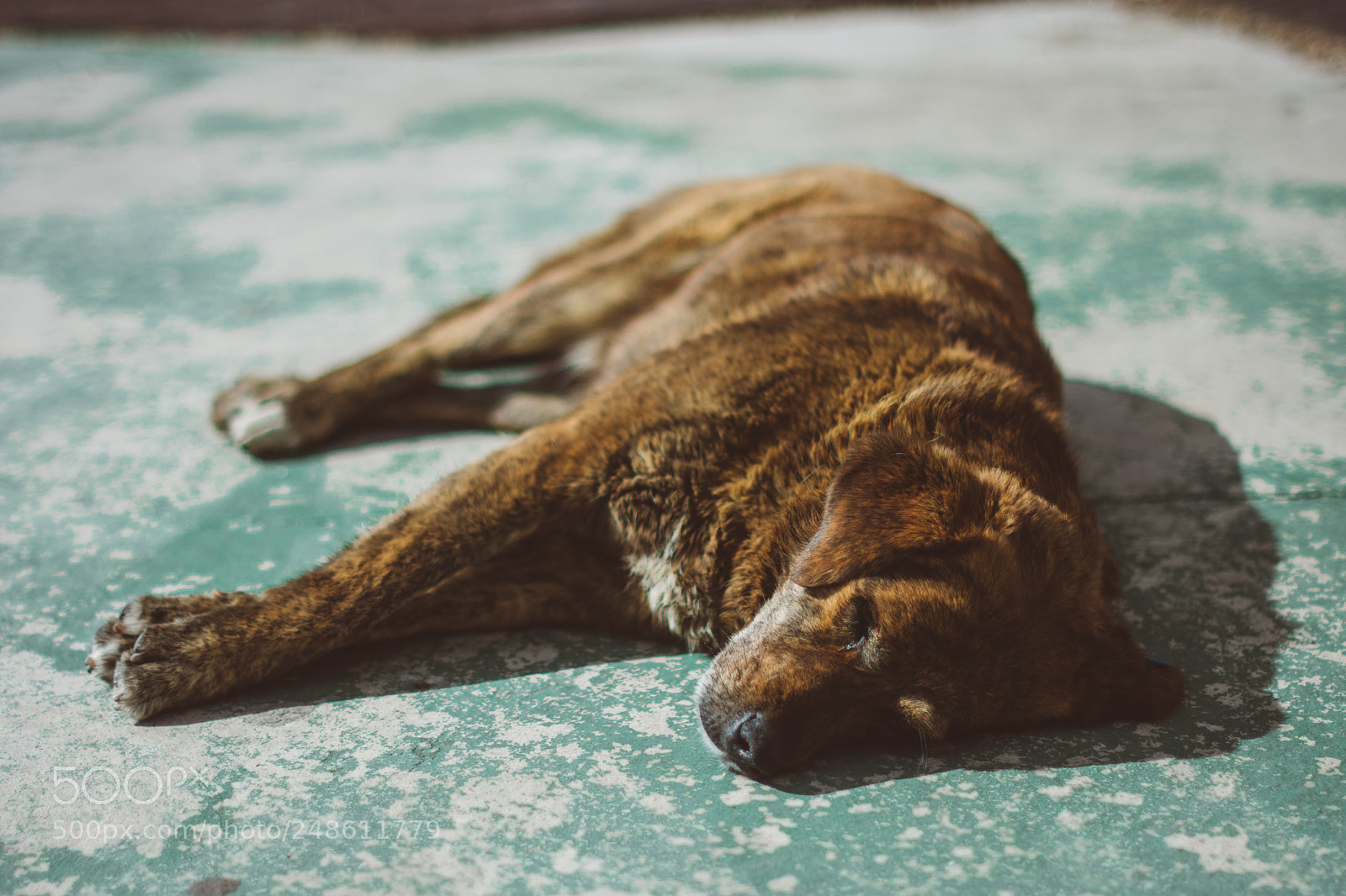 Nikon D7200 sample photo. Sleeping dog photography