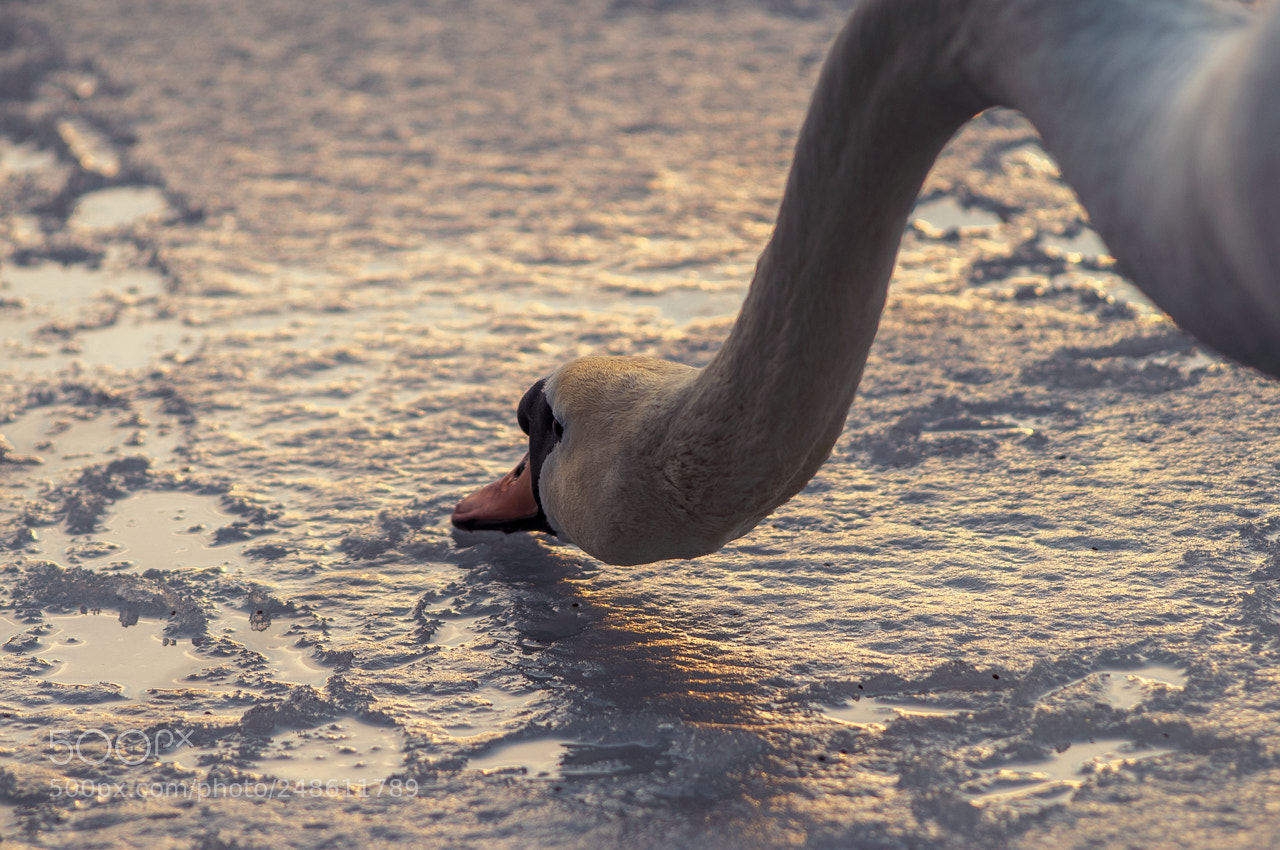 Nikon D300 sample photo. Swan portrait photography
