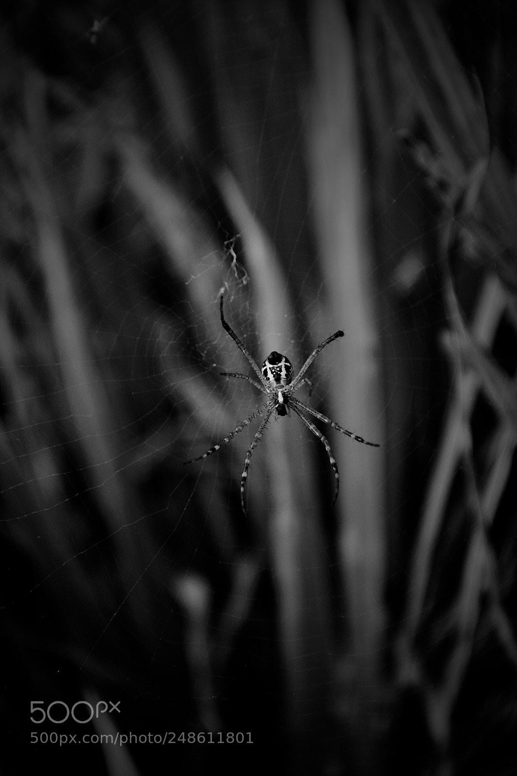 Nikon D5200 sample photo. Spider @ net photography
