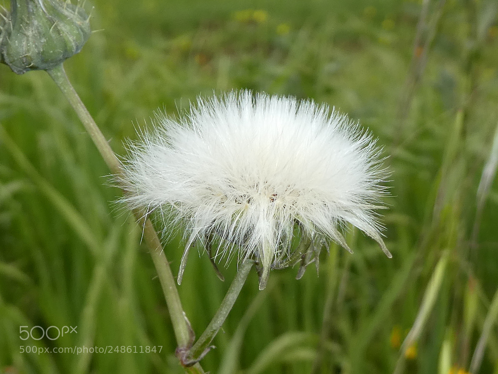 Panasonic DMC-TZ81 sample photo. Untitled photography