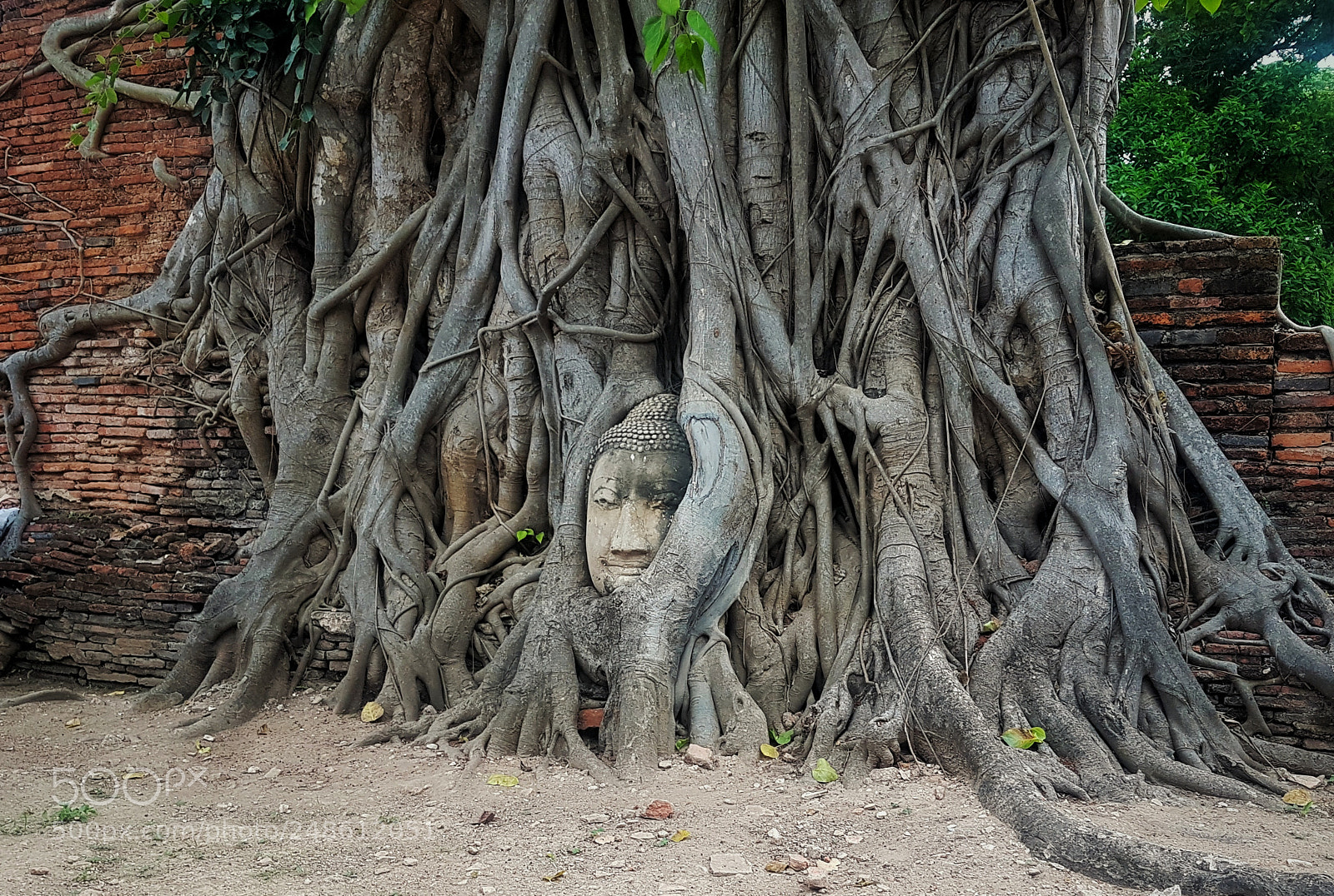 Samsung Galaxy S7 Edge sample photo. Buddha's head in tree photography