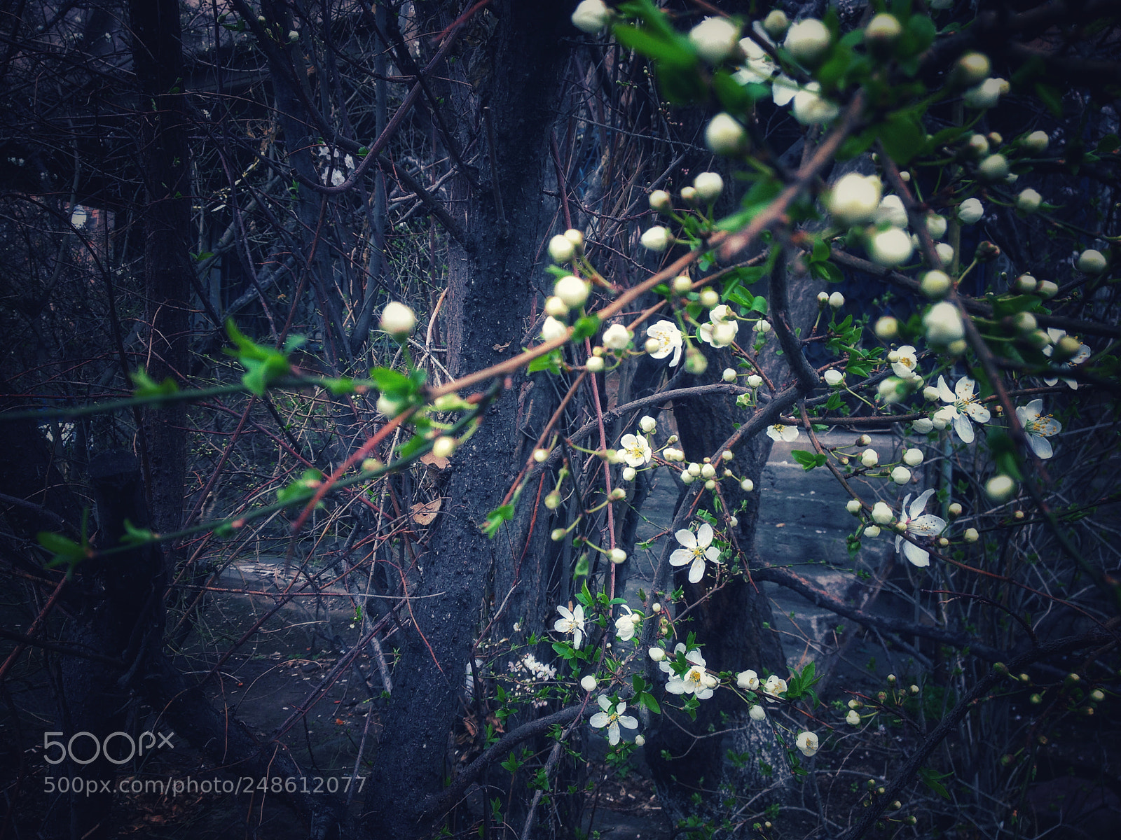 Apple iPhone 4S sample photo. Rainy spring photography