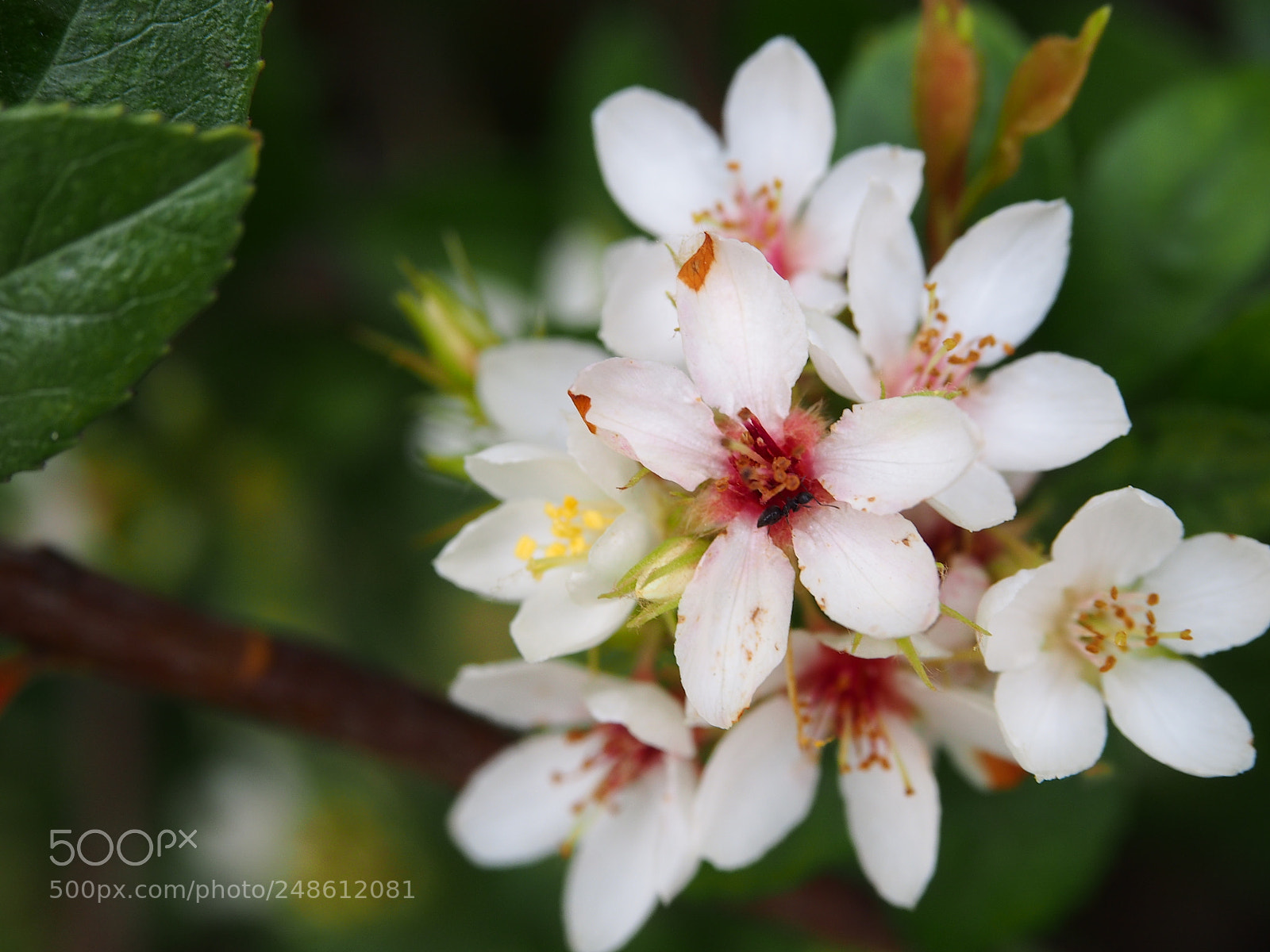 Olympus PEN E-PL6 sample photo. White small flower photography
