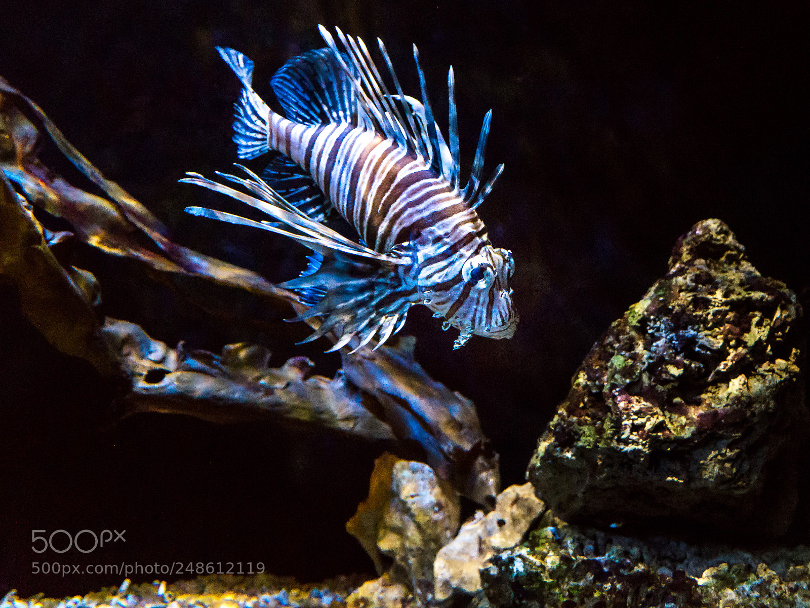 Sony SLT-A58 sample photo. Aquarium photography