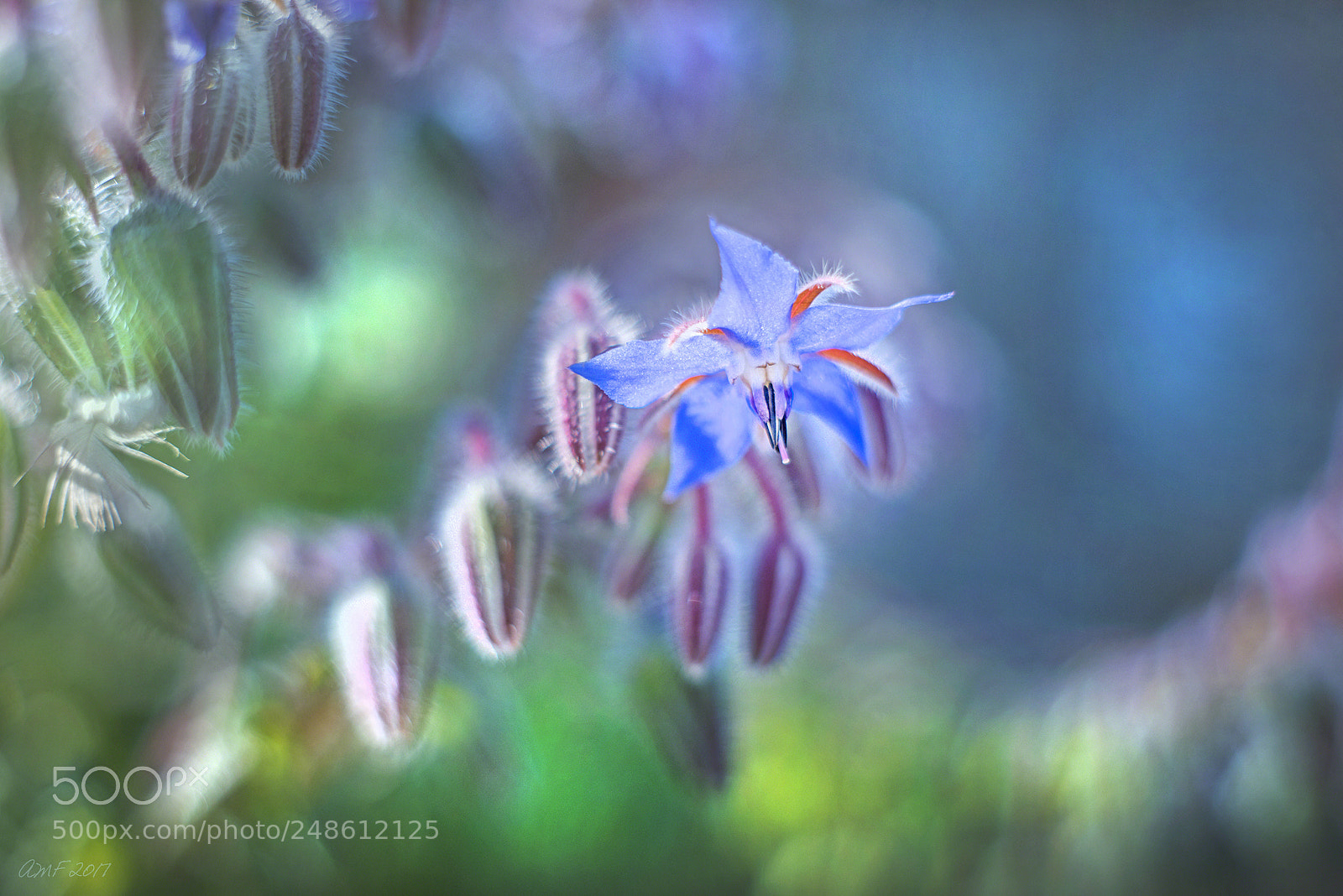 Nikon D800E sample photo. Borage photography