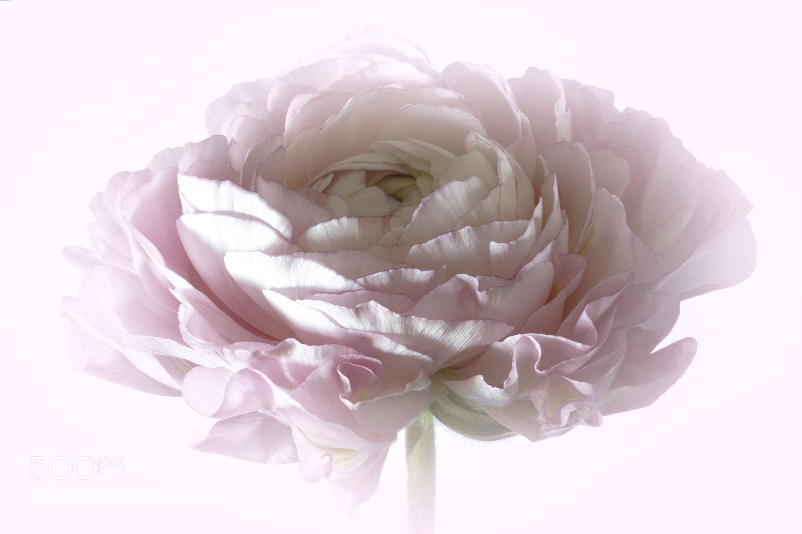 Canon EOS 60D sample photo. Delicate photography