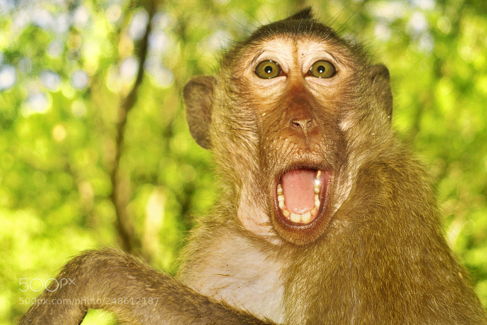 Sony Cyber-shot DSC-RX100 III sample photo. Monkey c n gi photography