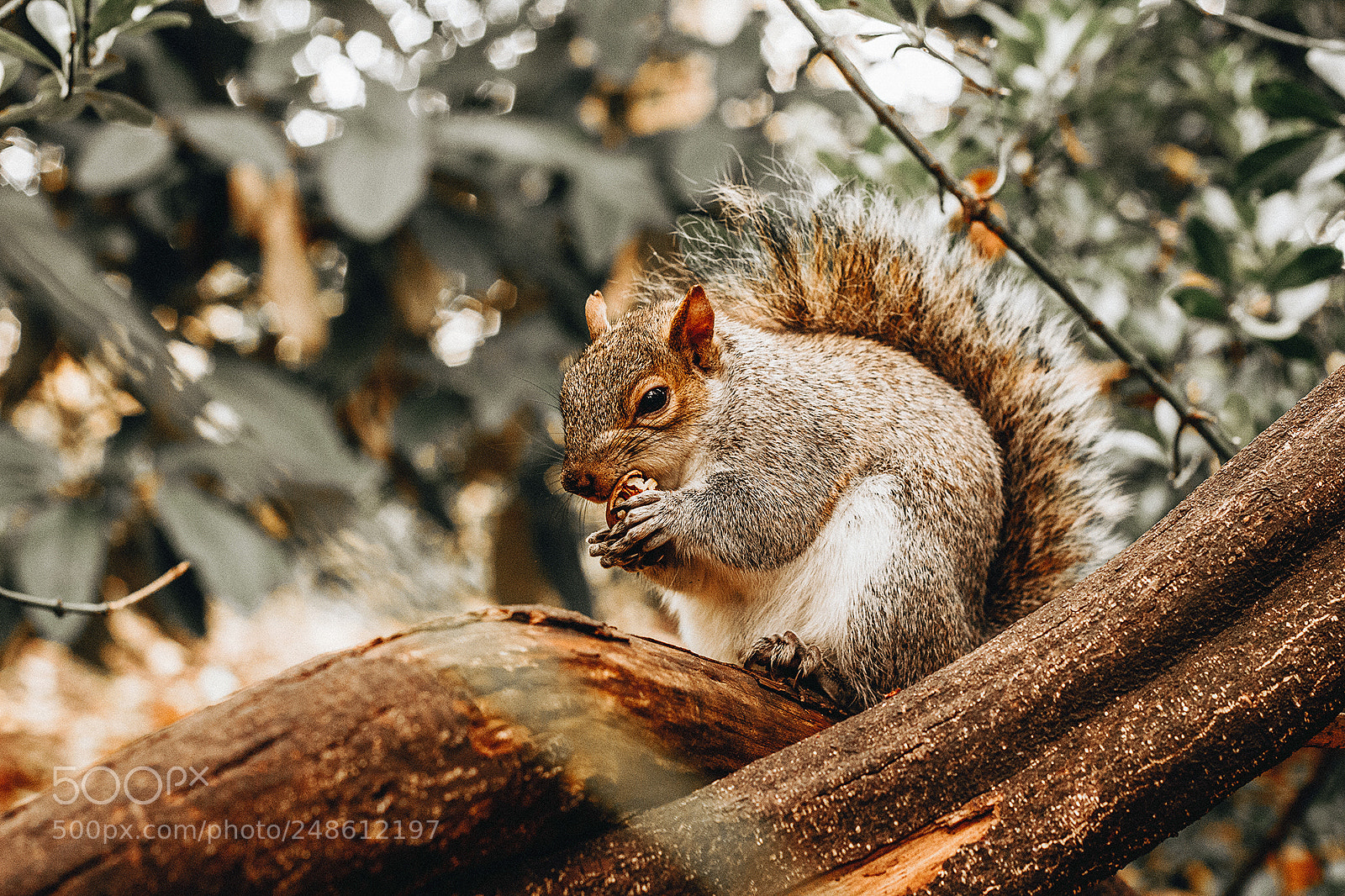 Canon EOS 60D sample photo. Squirrel photography