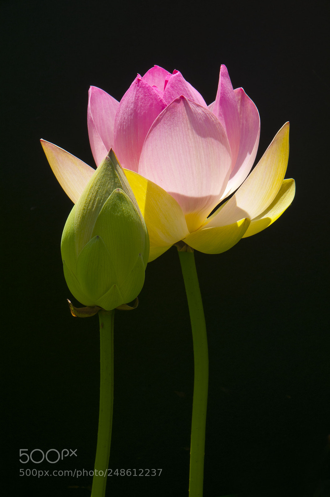 Nikon D300 sample photo. Life photography