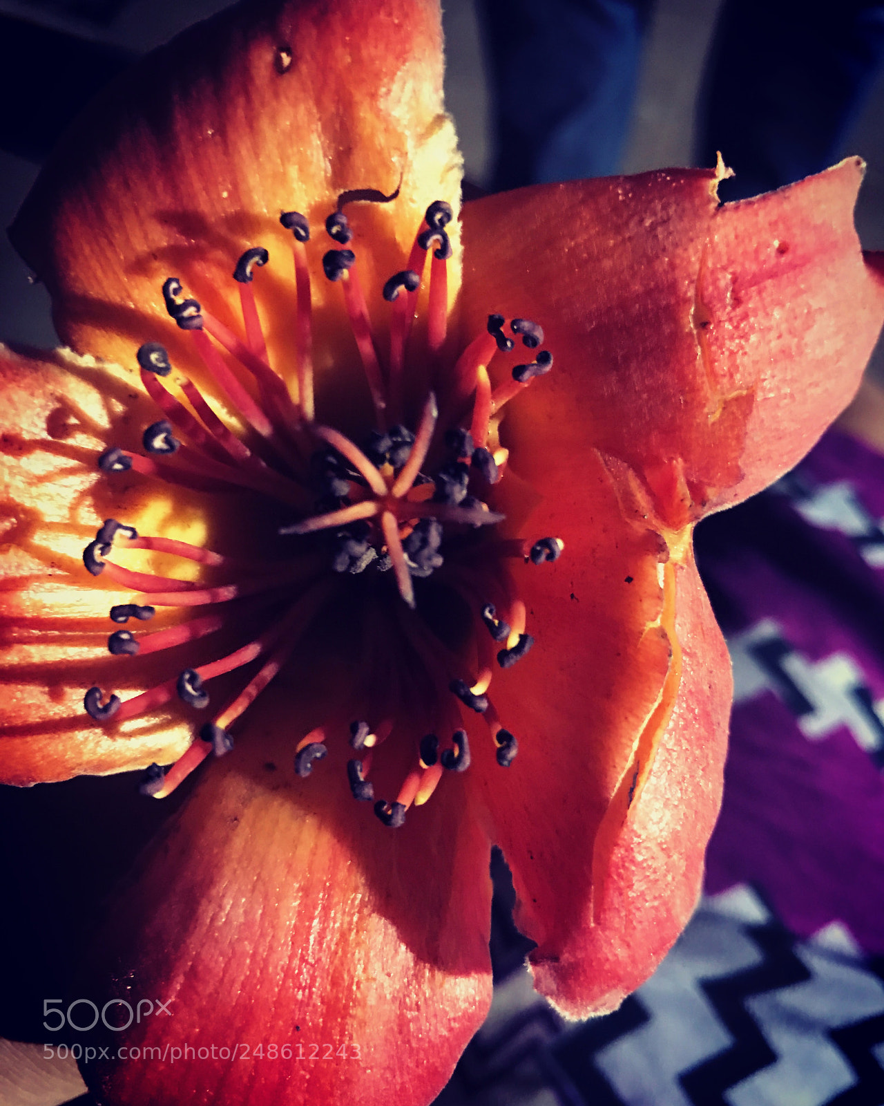 Apple iPhone 7 sample photo. Version 2 photography