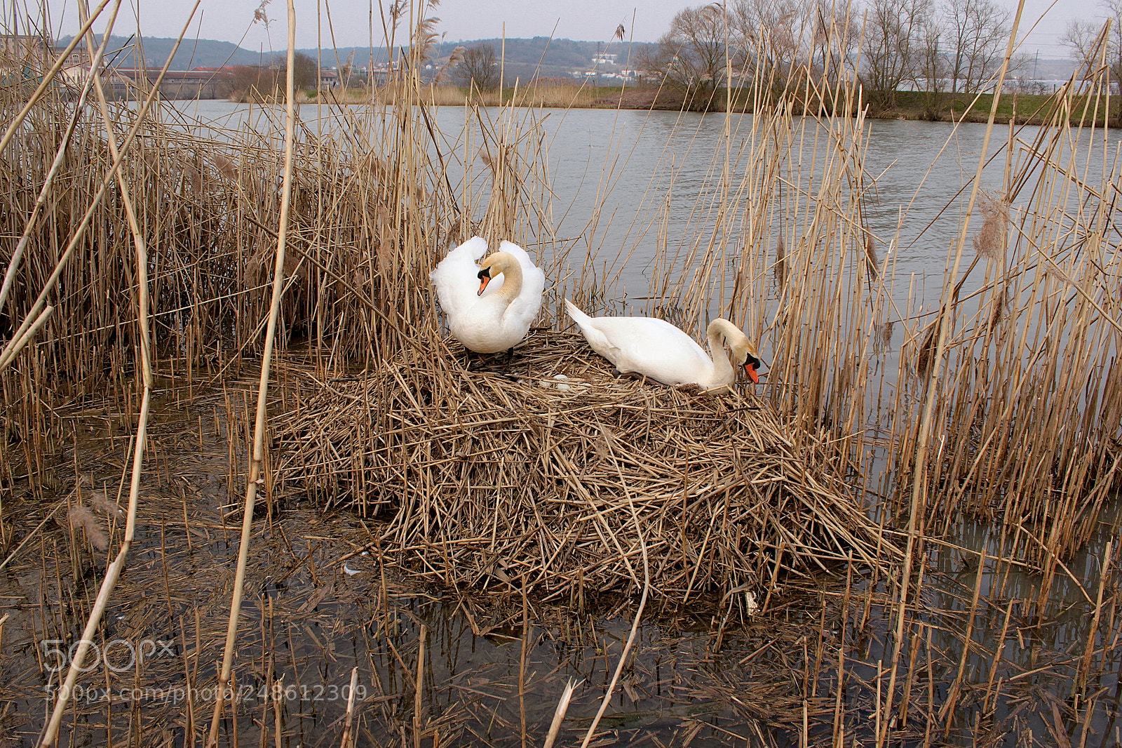 Canon EOS 500D (EOS Rebel T1i / EOS Kiss X3) sample photo. Nid de cygne! photography