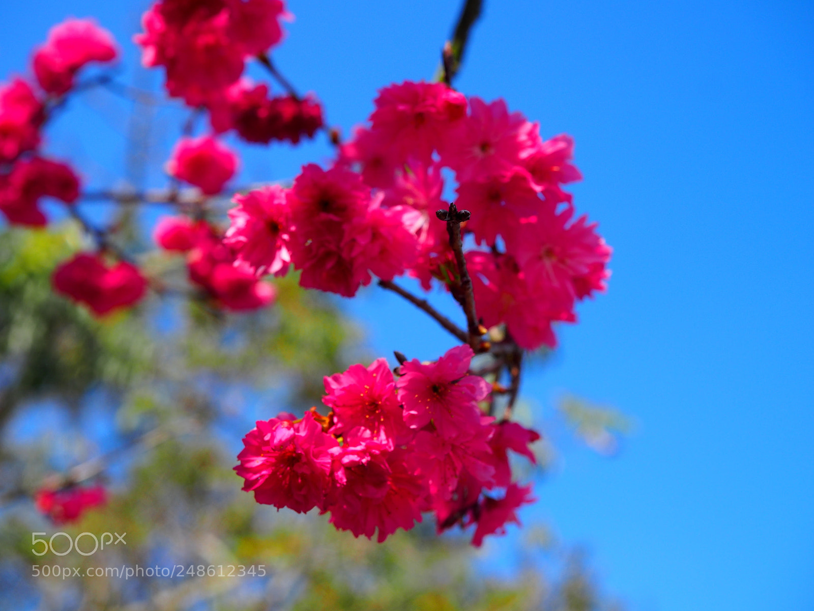 Olympus PEN E-PL6 sample photo. Cherry flowers photography