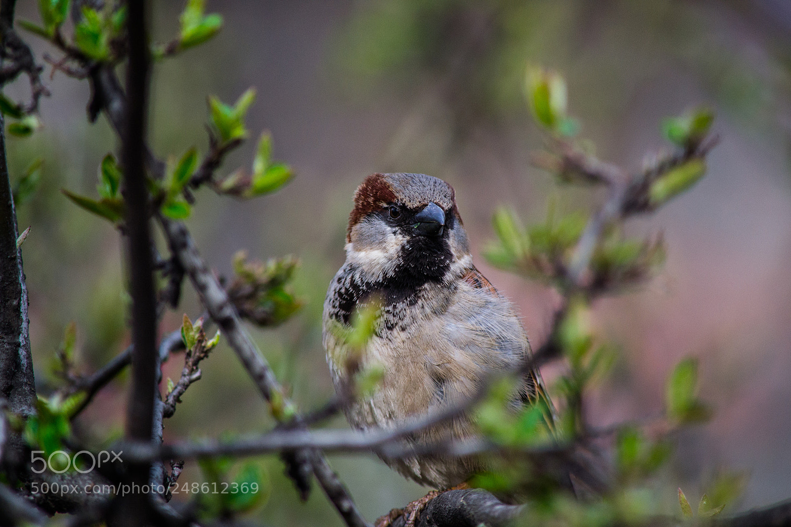 Nikon D3100 sample photo. Mr. sparrow photography