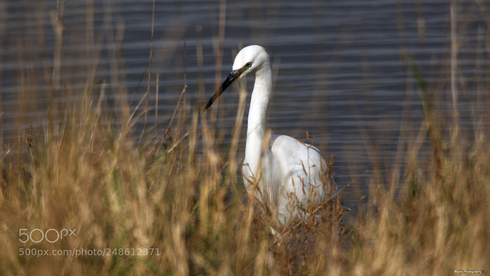 Canon EOS 7D Mark II sample photo. Aigrette garzette photography