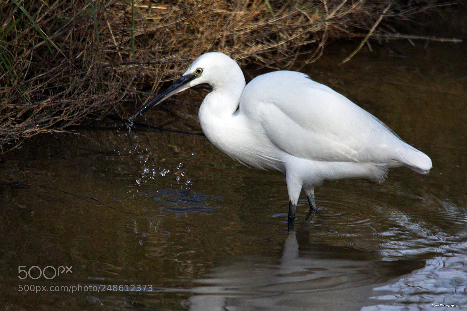 Canon EOS 7D Mark II sample photo. Aigrette à la pêche photography