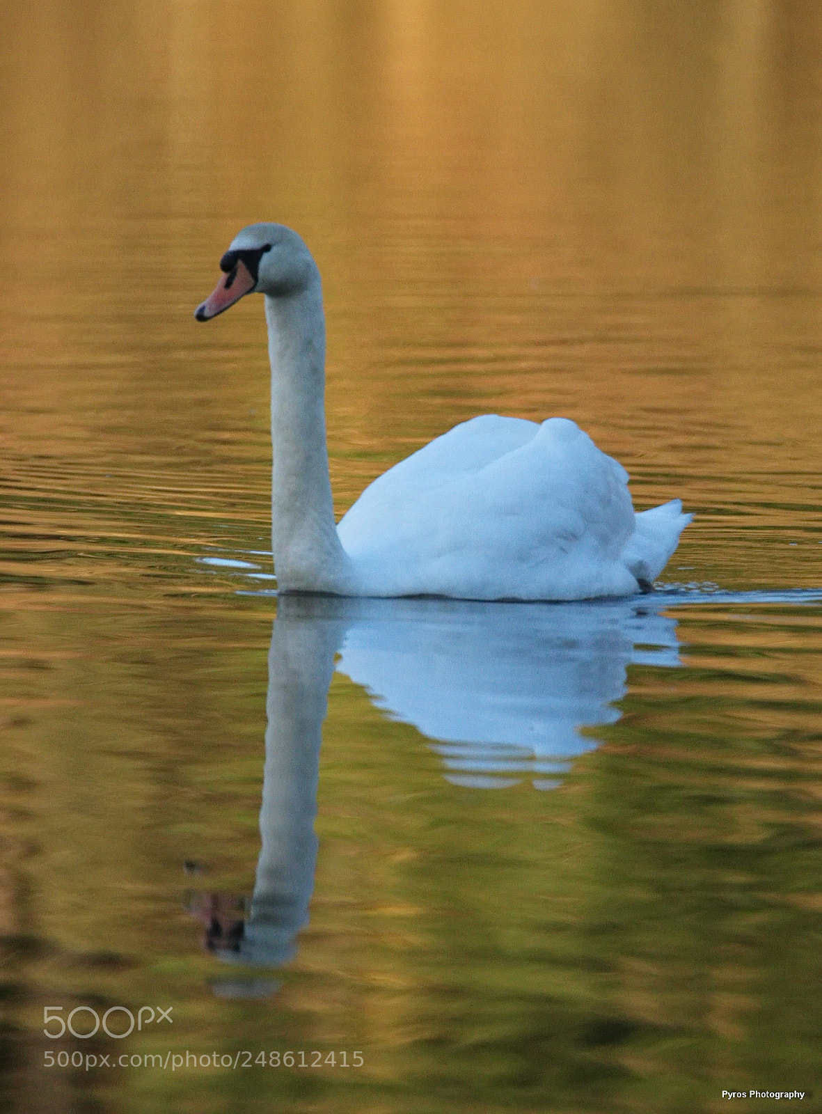 Canon EOS 7D Mark II sample photo. Lac du cygne ! photography