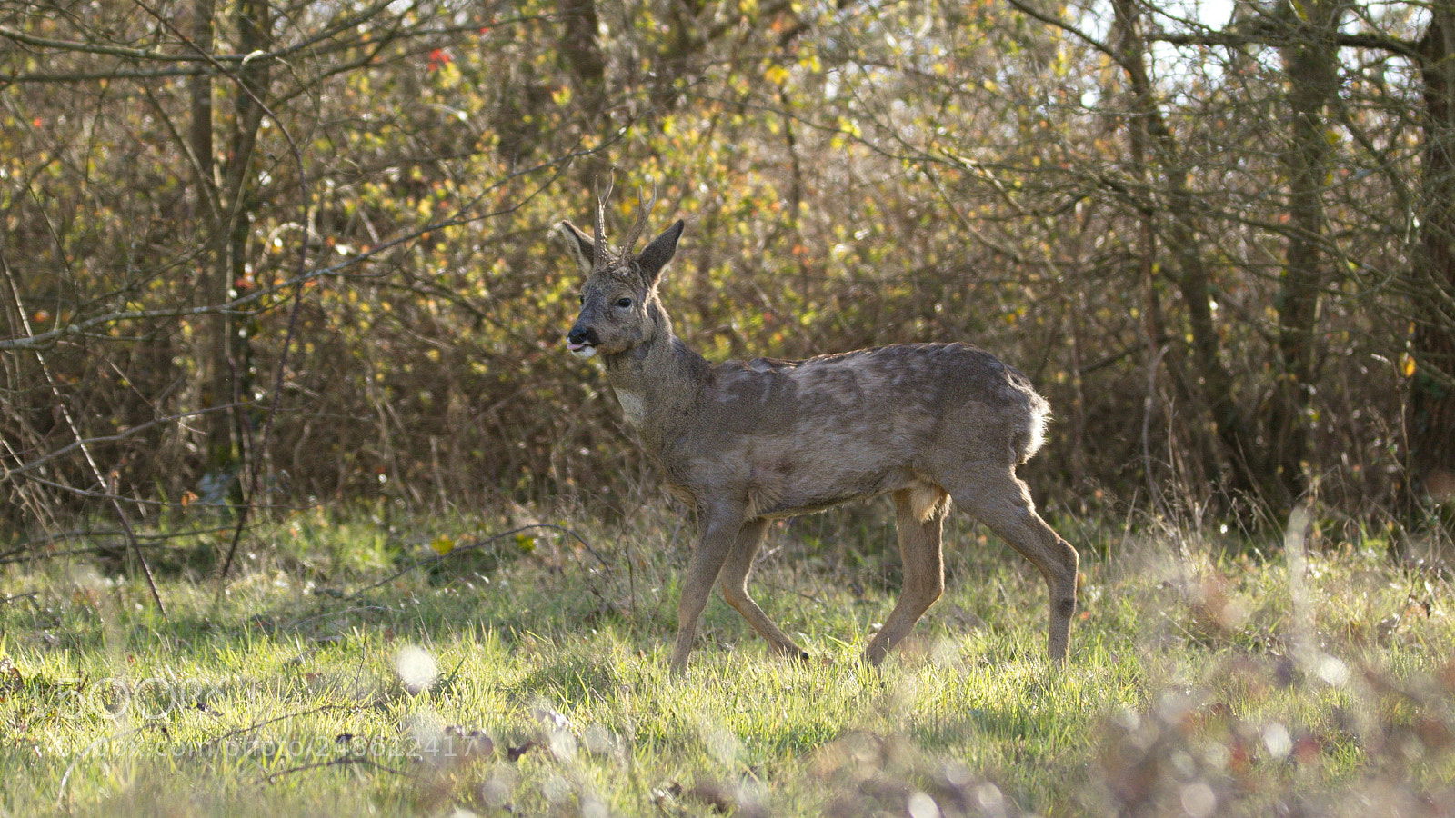 Canon EOS 7D Mark II sample photo. Billebaude photography