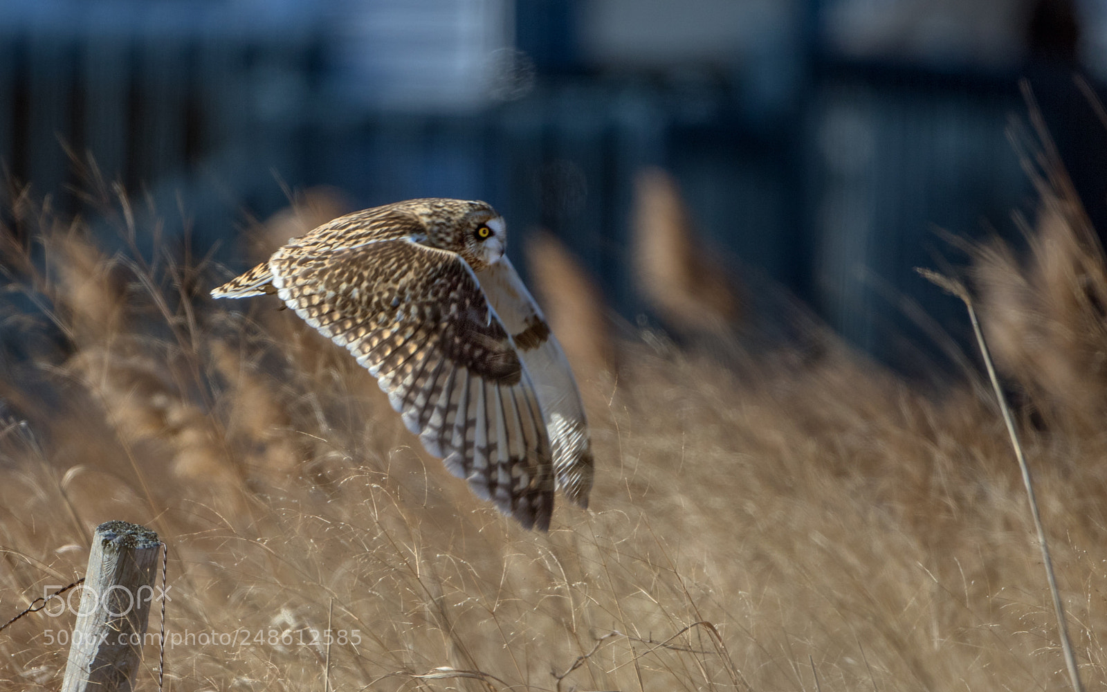 Canon EOS 7D Mark II sample photo. Shortie on the move photography