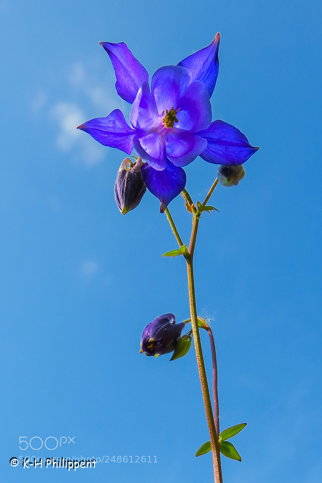 Canon PowerShot G3 X sample photo. Kassel germany , botanical photography