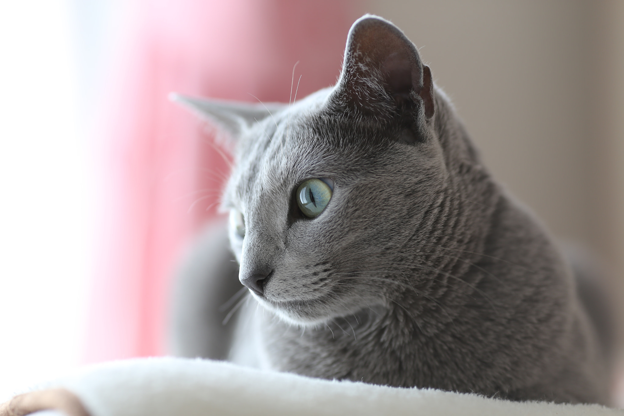 Canon EF 135mm F2L USM sample photo. Anne photography