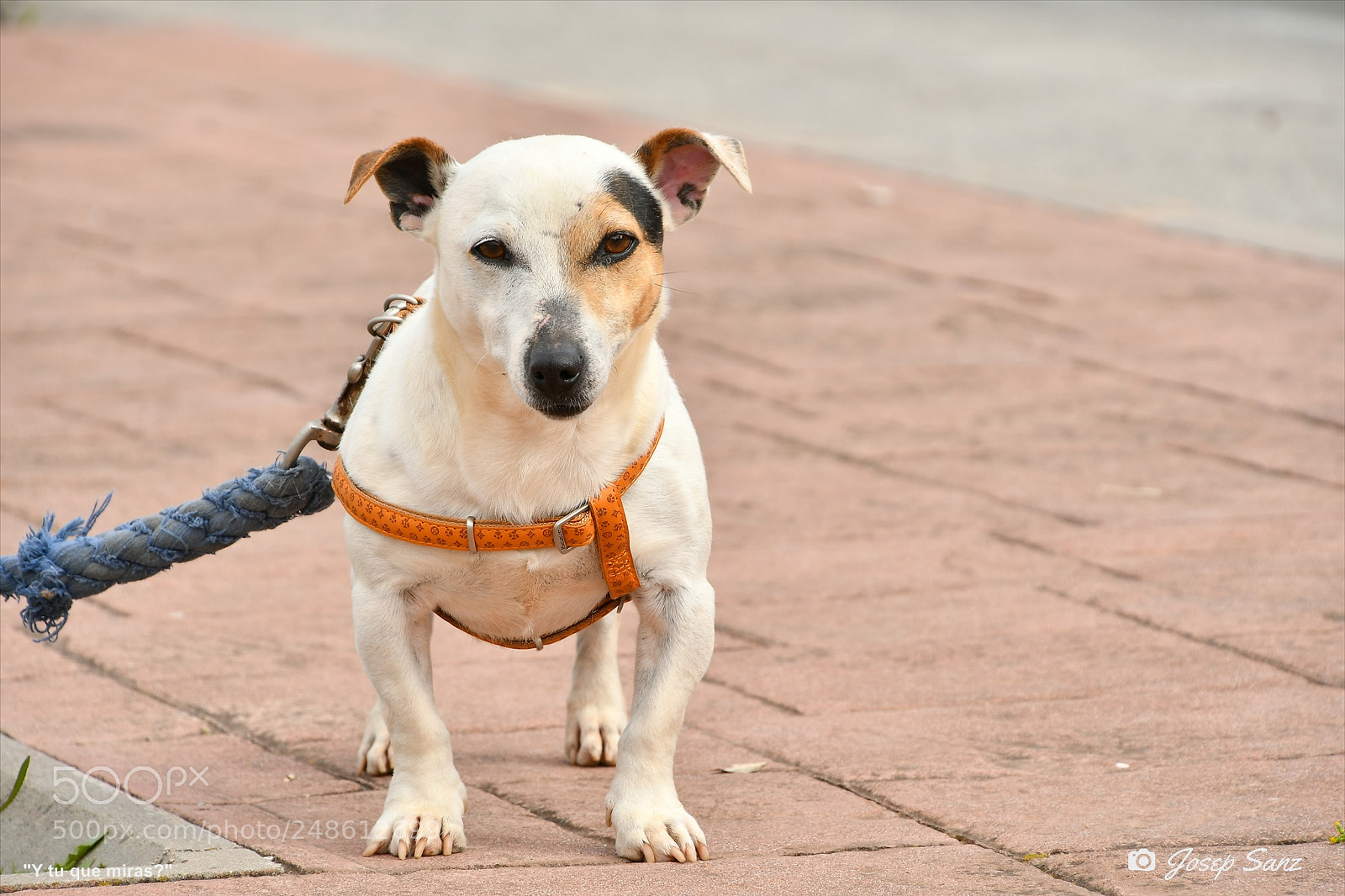 Nikon D7500 sample photo. Y tu que miras? photography