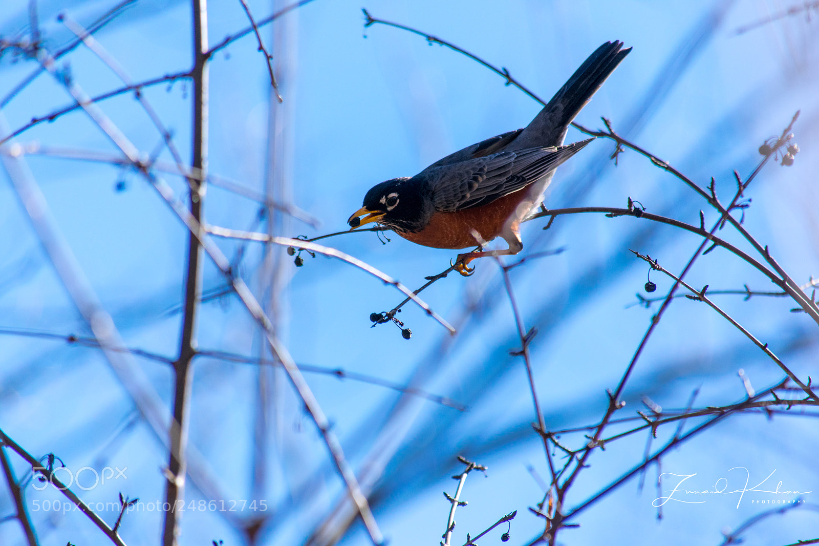 Nikon D3400 sample photo. Robin with berry photography
