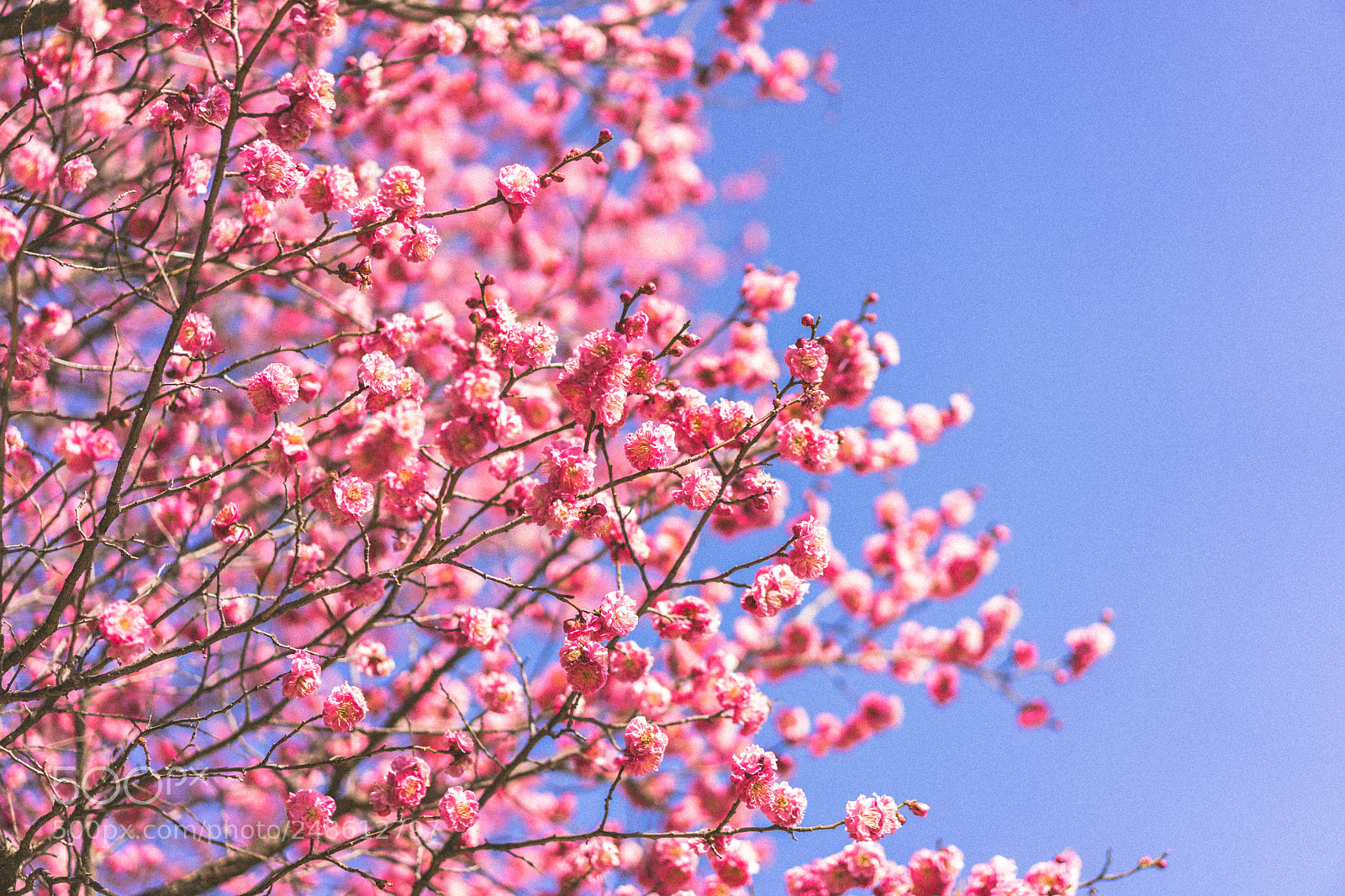 Sony a7 II sample photo. Untitled photography