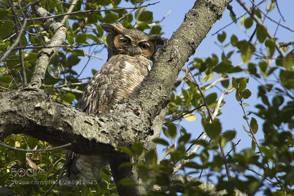 Canon EOS 7D Mark II sample photo. Great horned owl, connecticut, 2018 photography