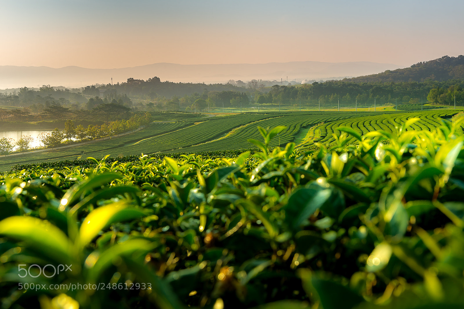 Nikon D800E sample photo. Tea plantation in the photography