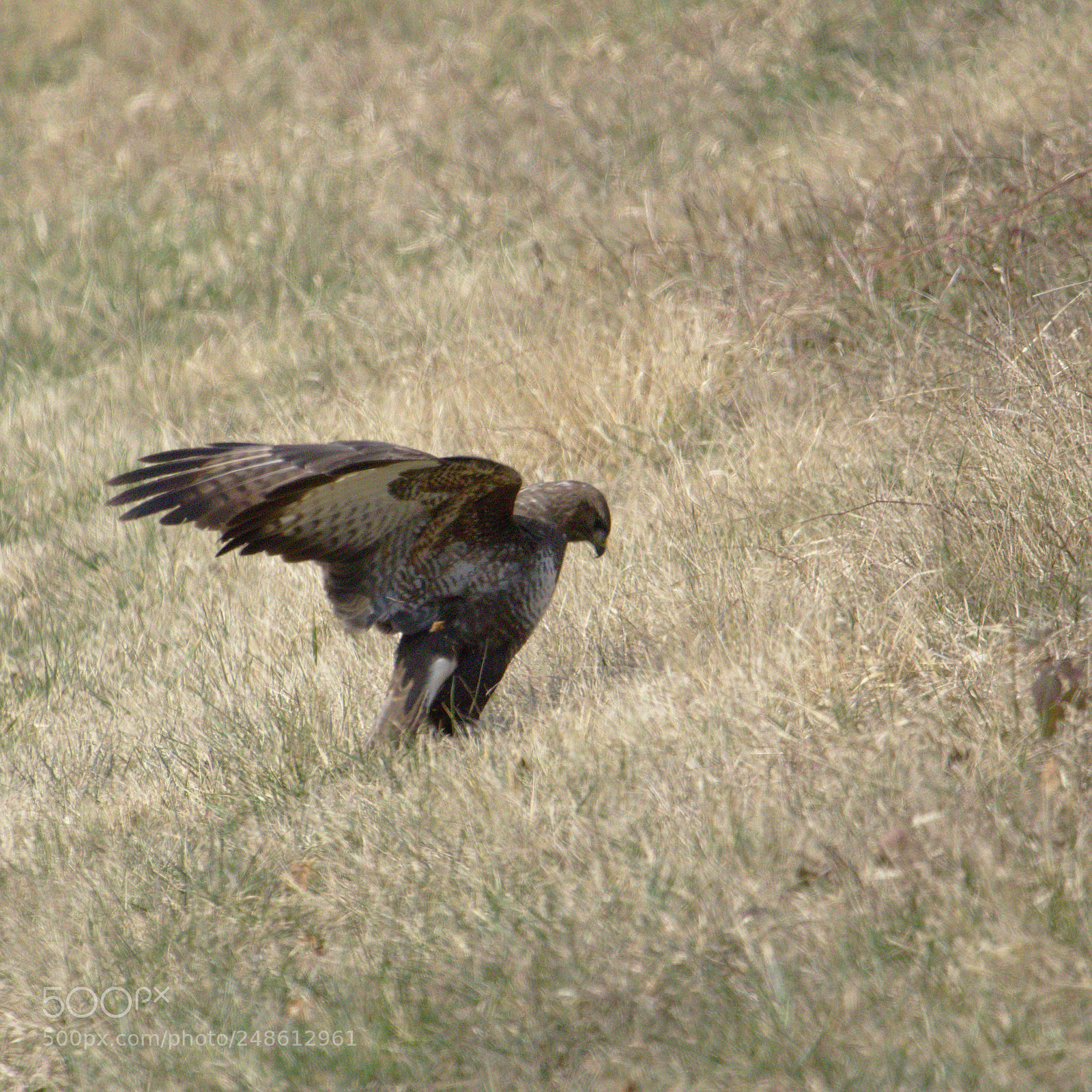 Olympus OM-D E-M10 sample photo. Dont even dare to photography