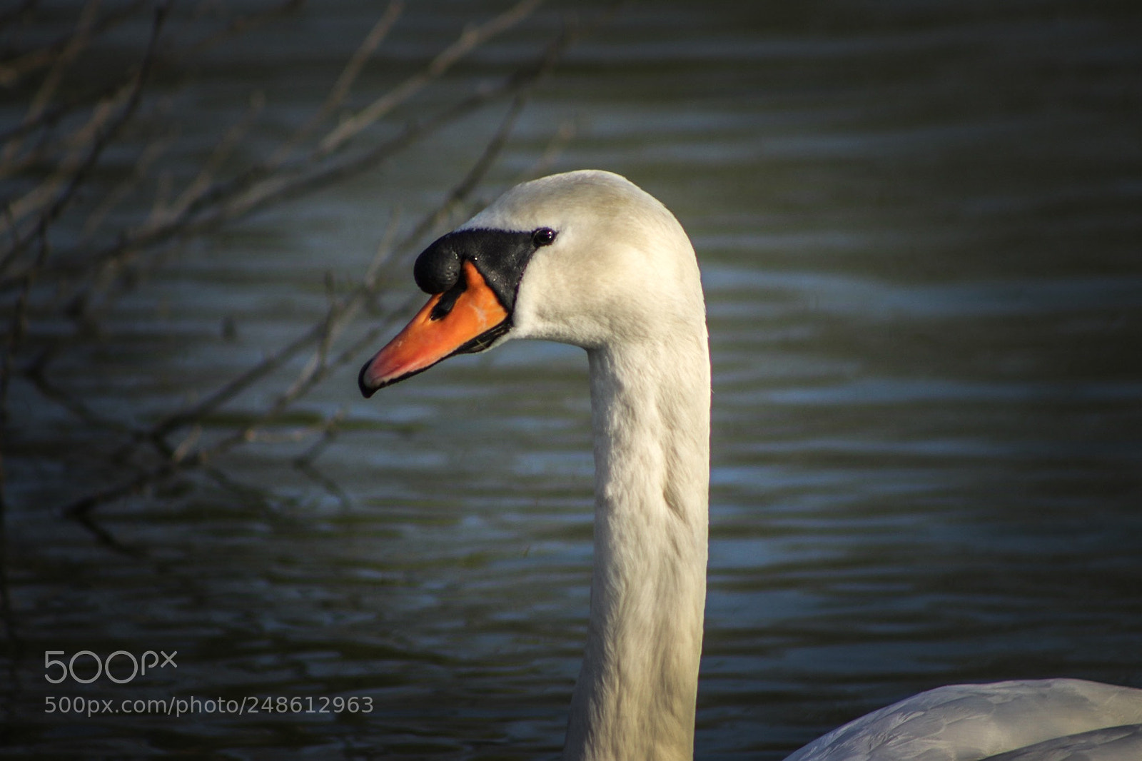 Canon EOS 80D sample photo. Le cygne photography