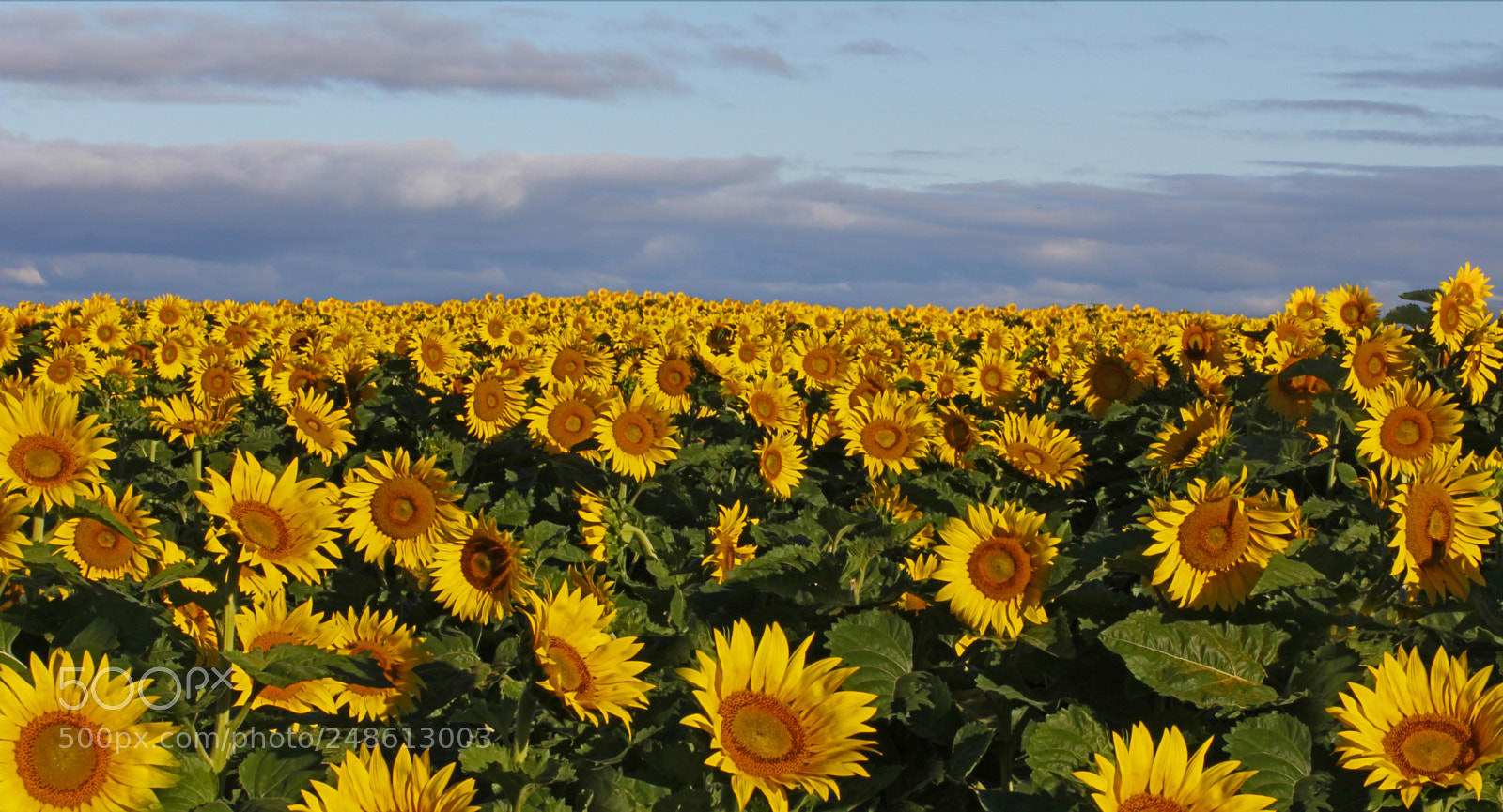 Canon EOS 60D sample photo. Sdyhrt photography