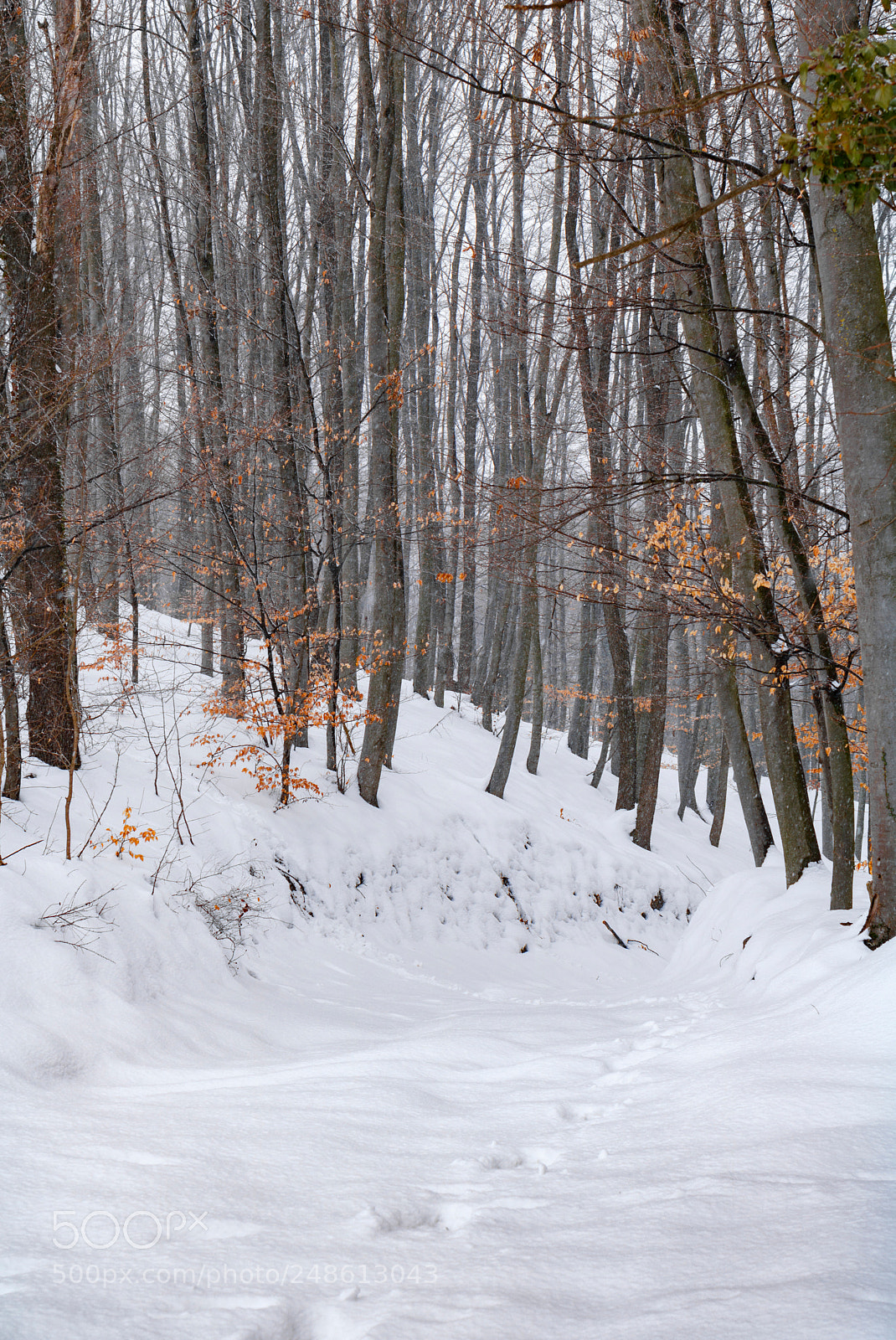 Canon EOS 760D (EOS Rebel T6s / EOS 8000D) sample photo. Snow trail photography