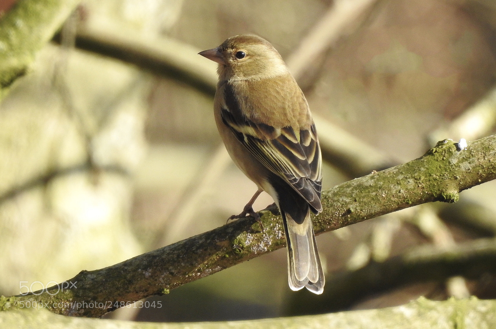 Nikon Coolpix P900 sample photo. Female finch  photography