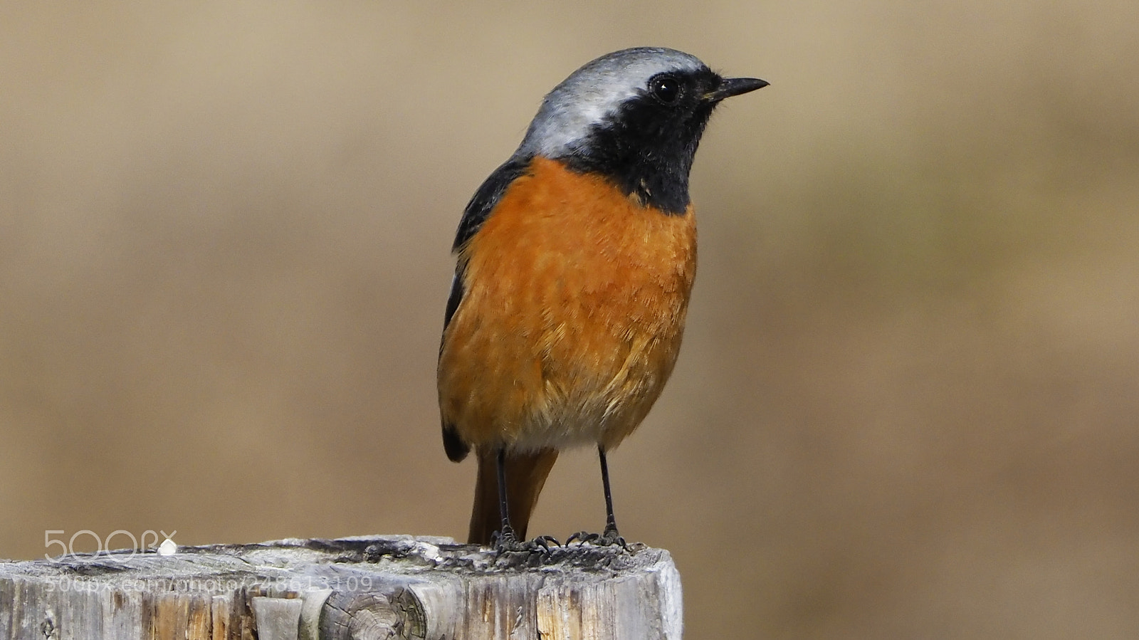 Olympus OM-D E-M1 Mark II sample photo. Daurian redstart photography