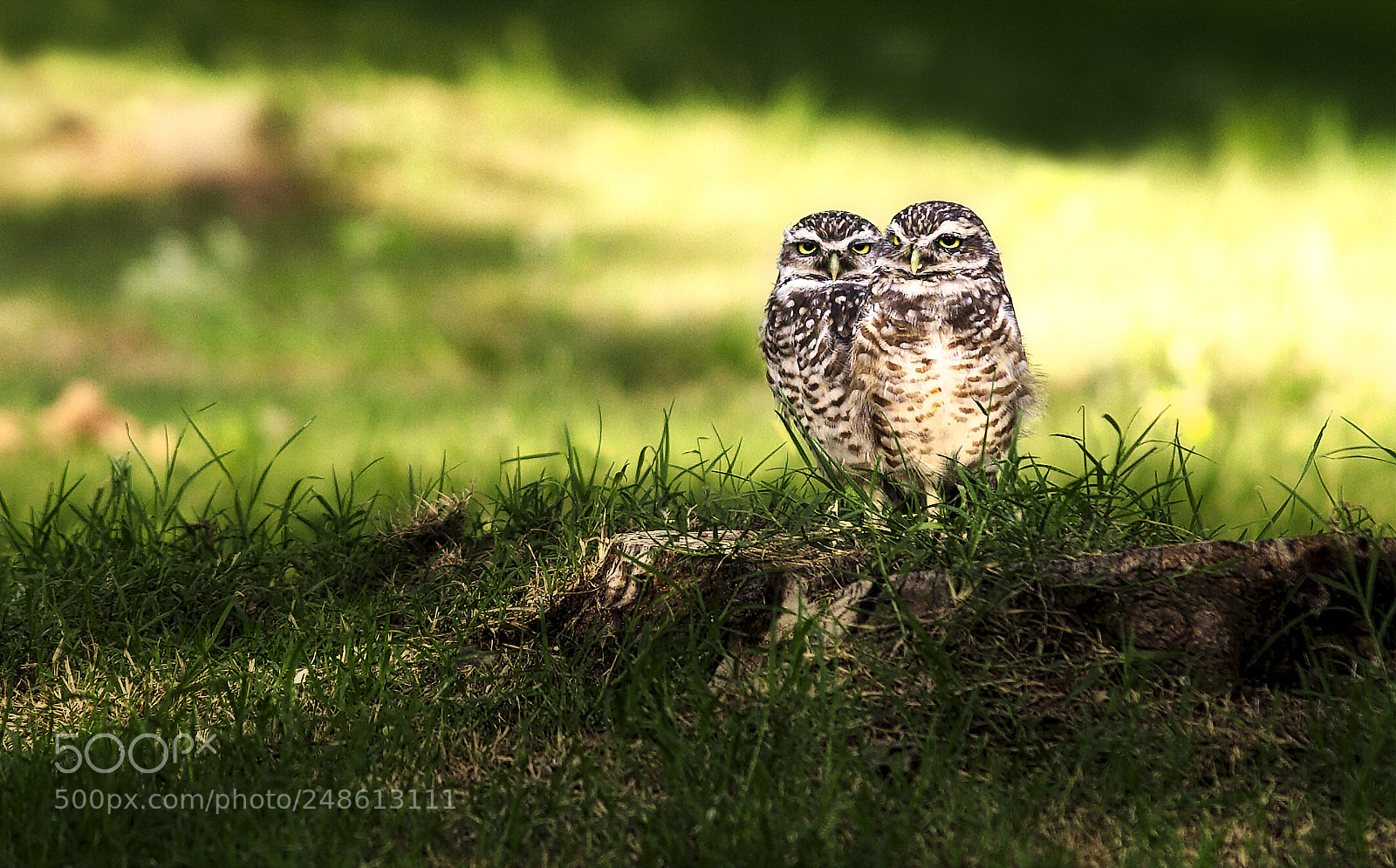 Pentax K20D sample photo. Little owls -mochuelos photography
