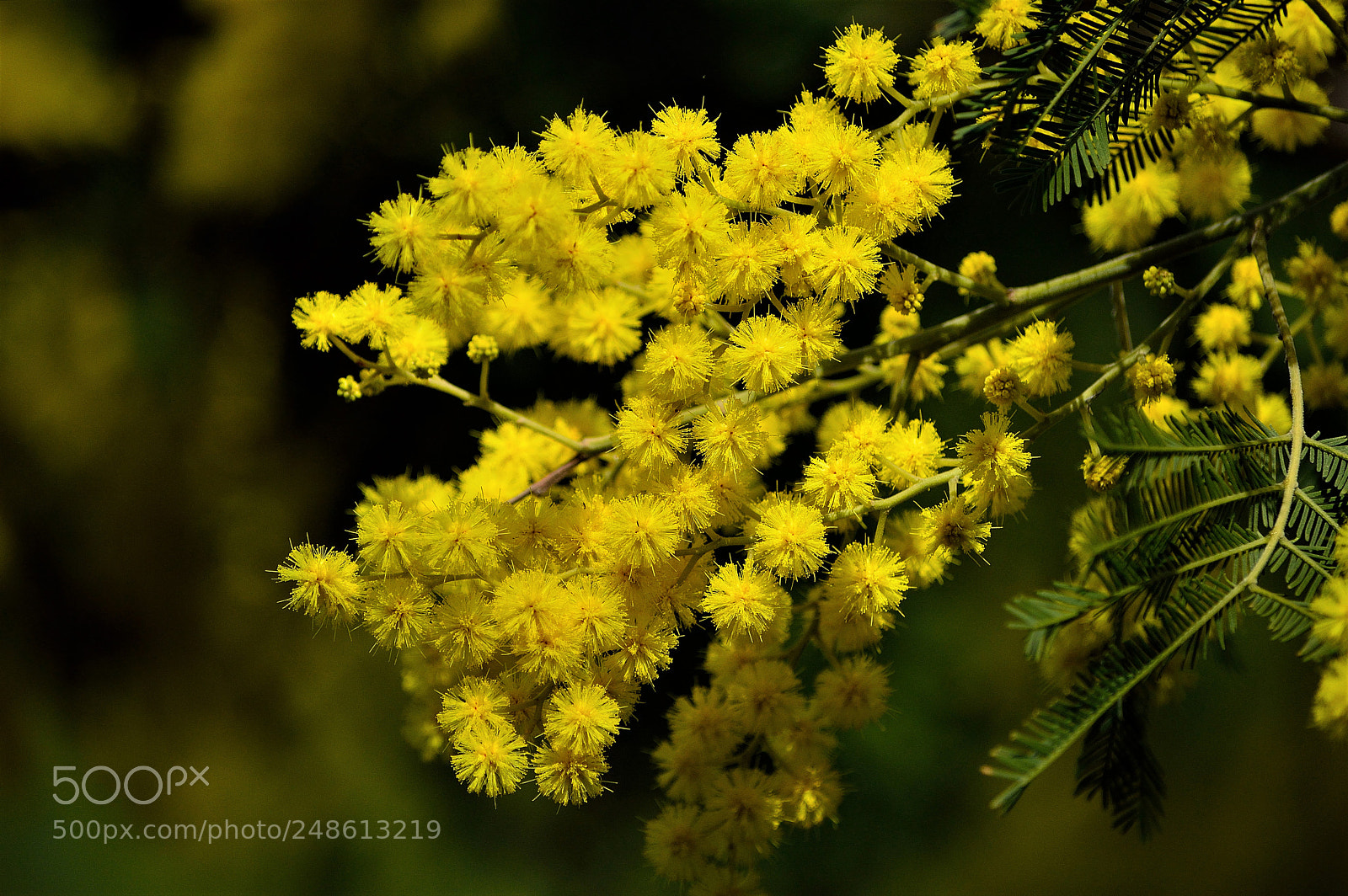 Nikon D3200 sample photo. Eight march, women's day photography