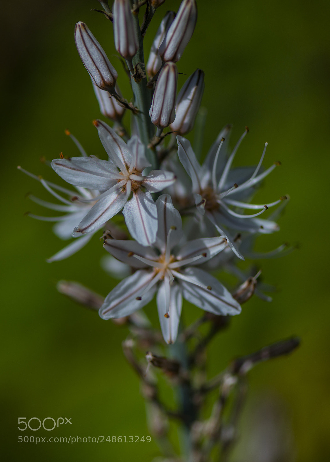 Nikon D800 sample photo. Untitled photography