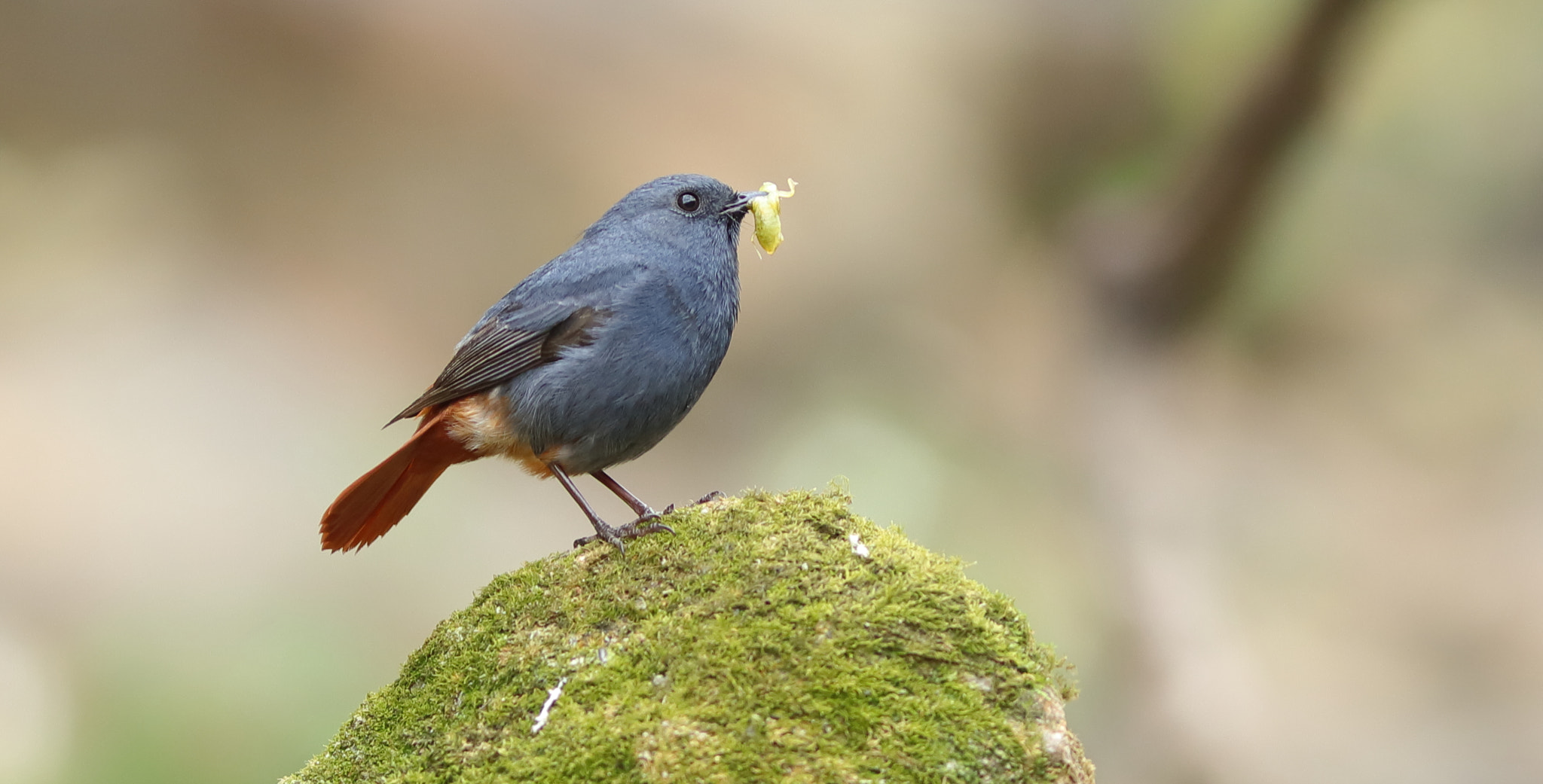 Canon EF 300mm F4L IS USM sample photo. 紅尾水鴝(雄) plumbeous redstart photography